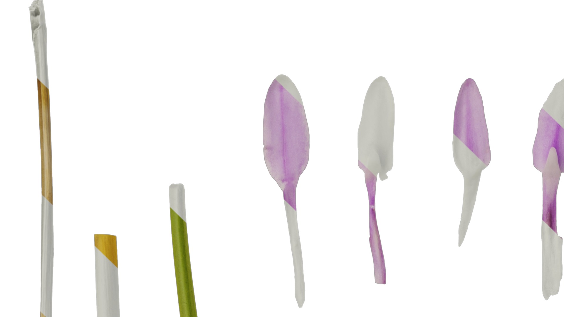 Anydrafts Tulbaghia violacea Flower 04 Texture_1