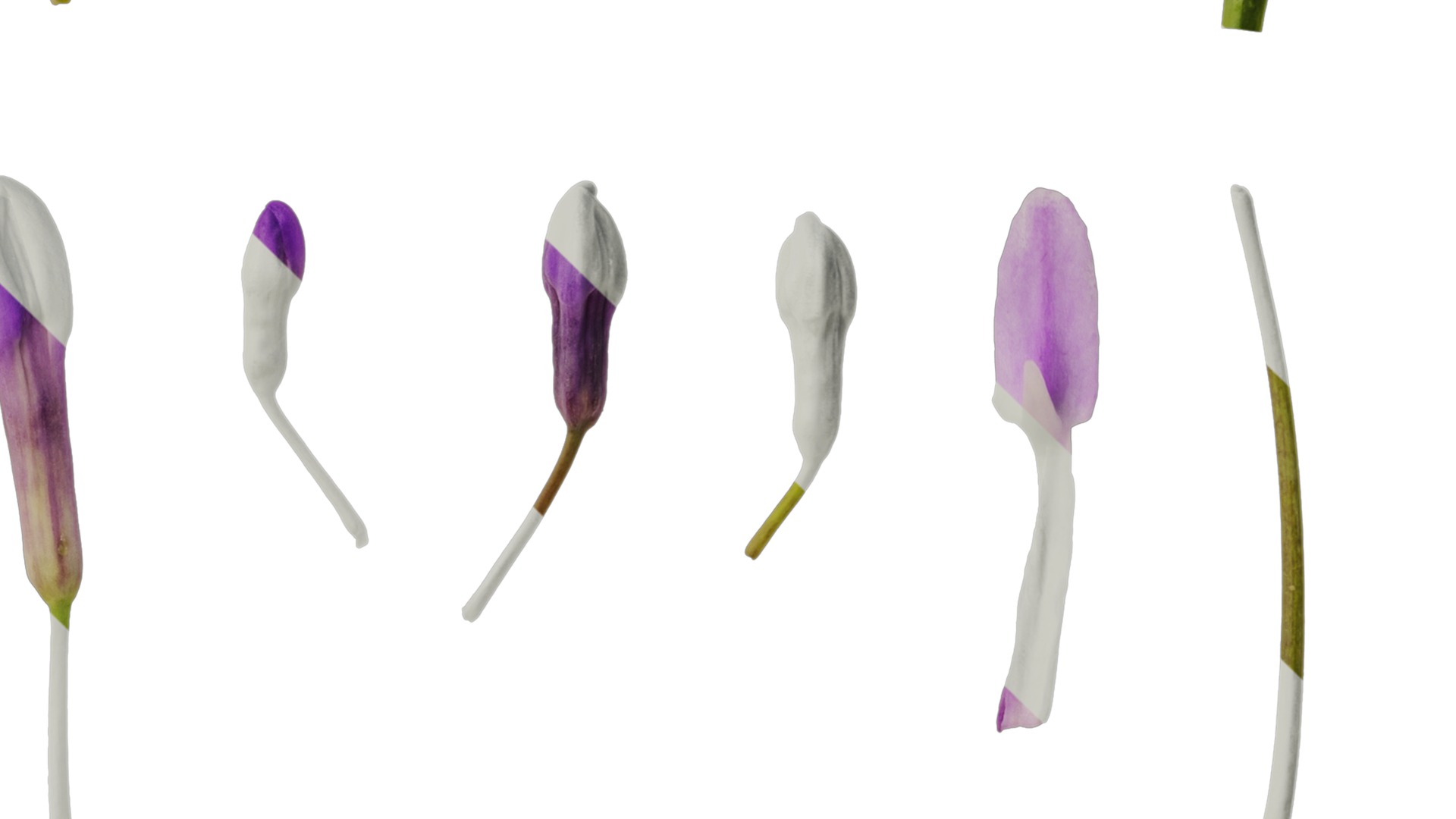 Anydrafts Tulbaghia violacea Flower 04 Texture_4