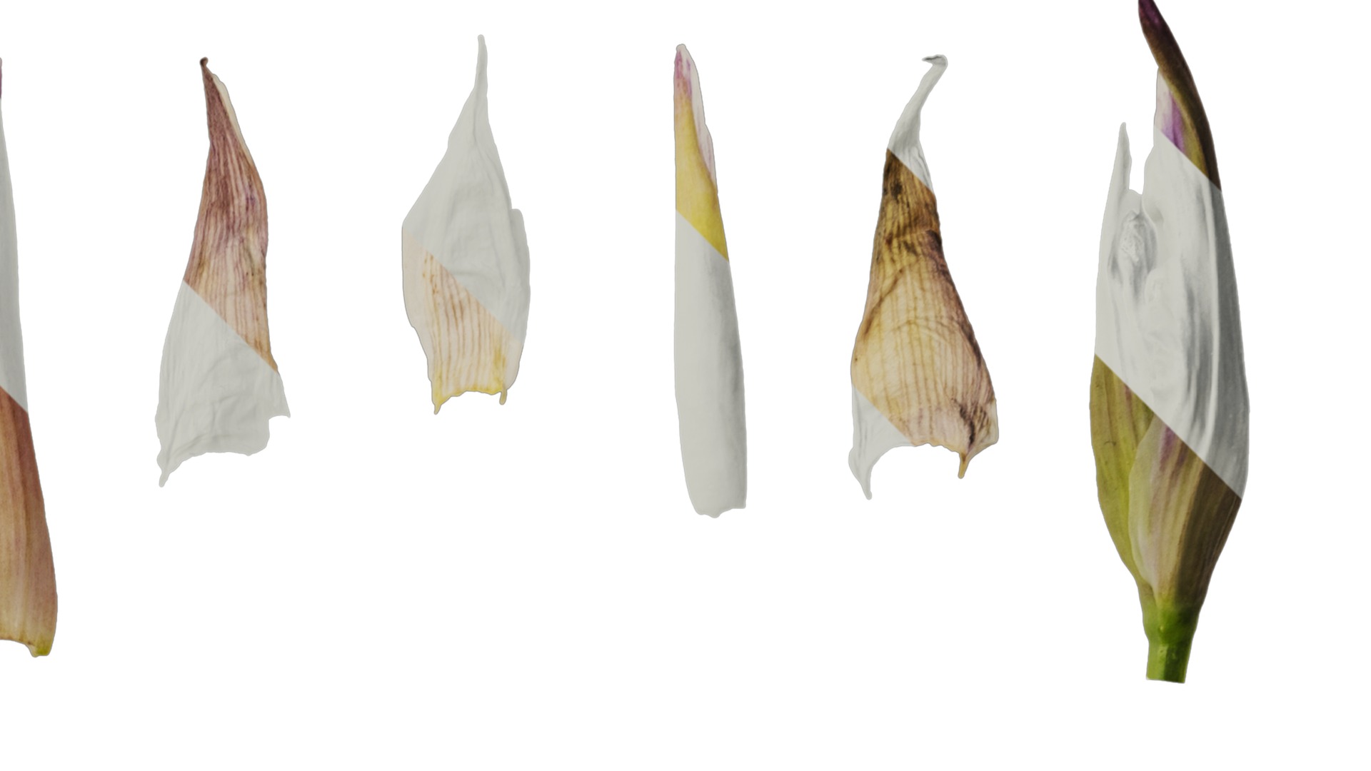 Anydrafts Tulbaghia violacea Flower 04 Texture_2