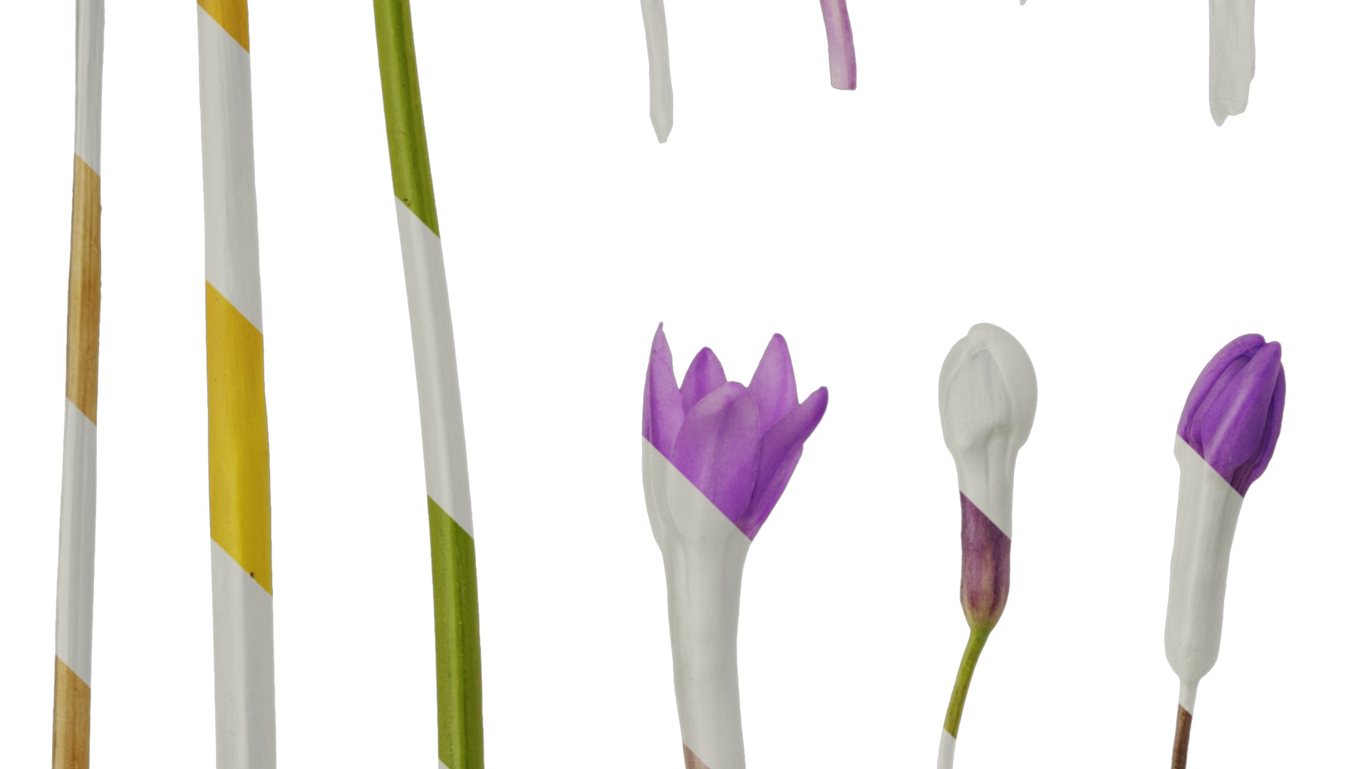 Anydrafts Tulbaghia violacea Flower 04 Texture_3