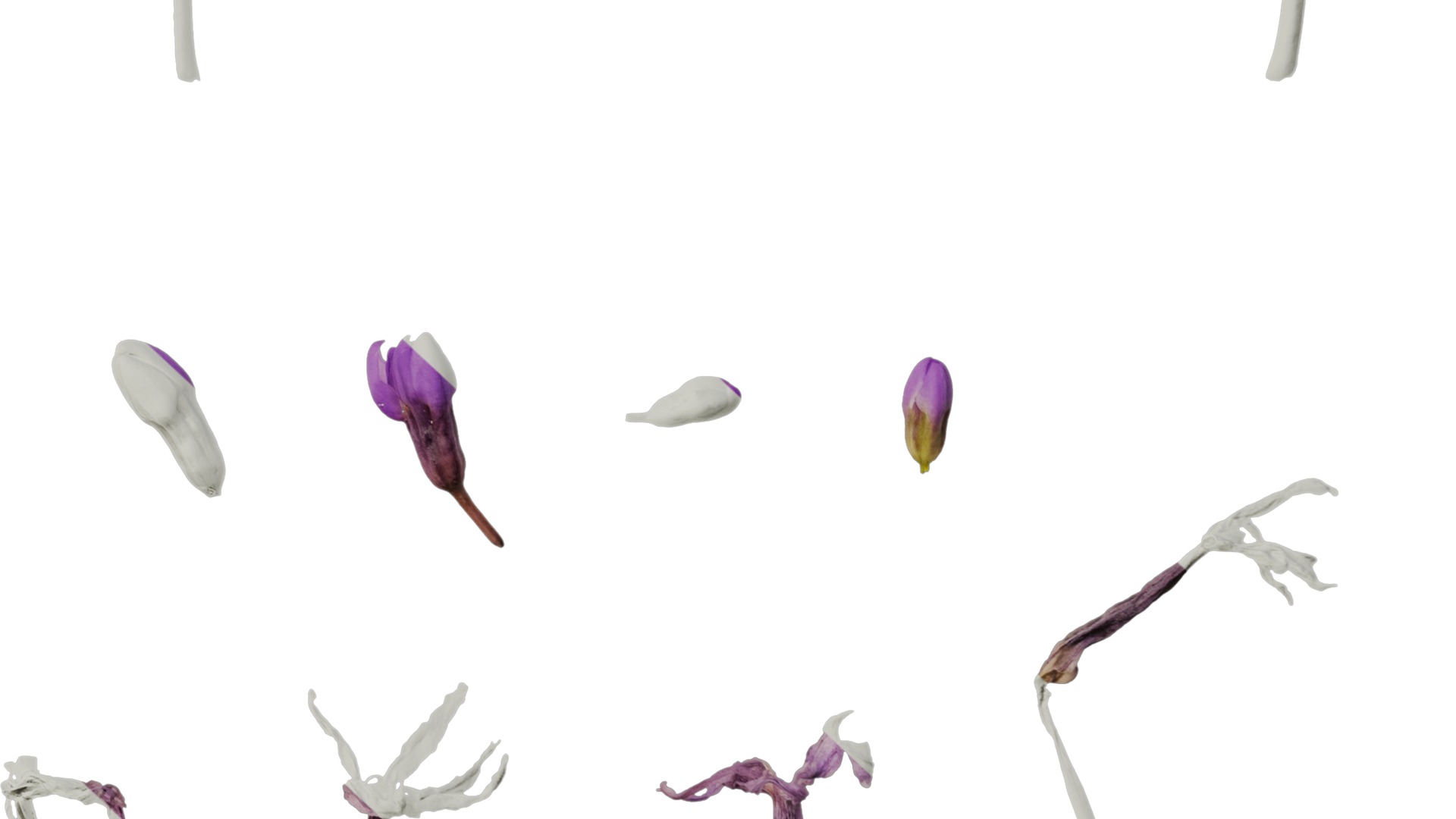 Anydrafts Tulbaghia violacea Flower 04 Texture_6