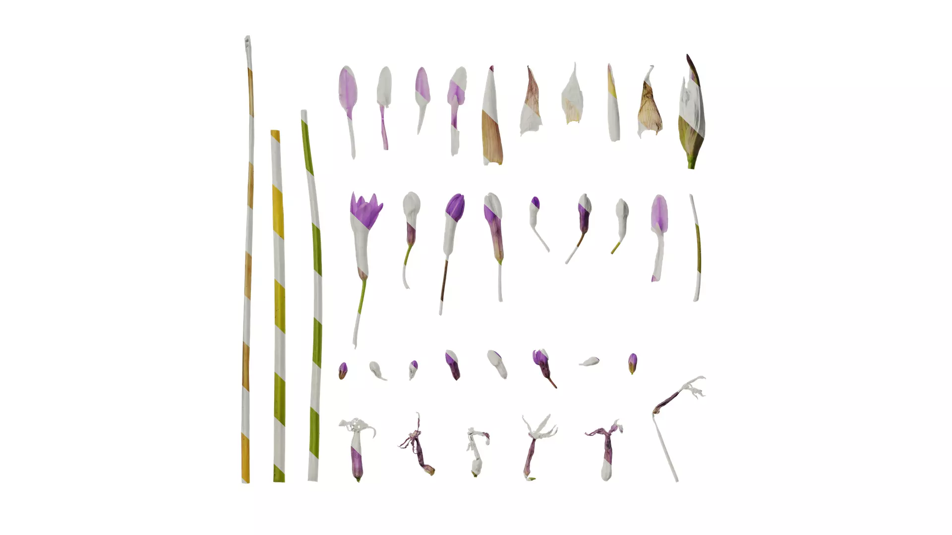 Anydrafts Tulbaghia violacea Flower 04 Texture_0