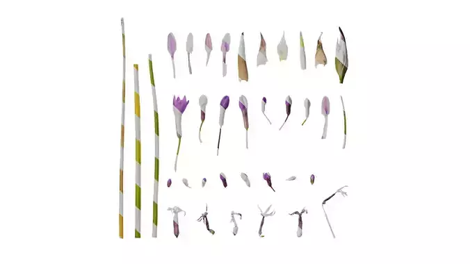 Anydrafts Tulbaghia violacea Flower 04