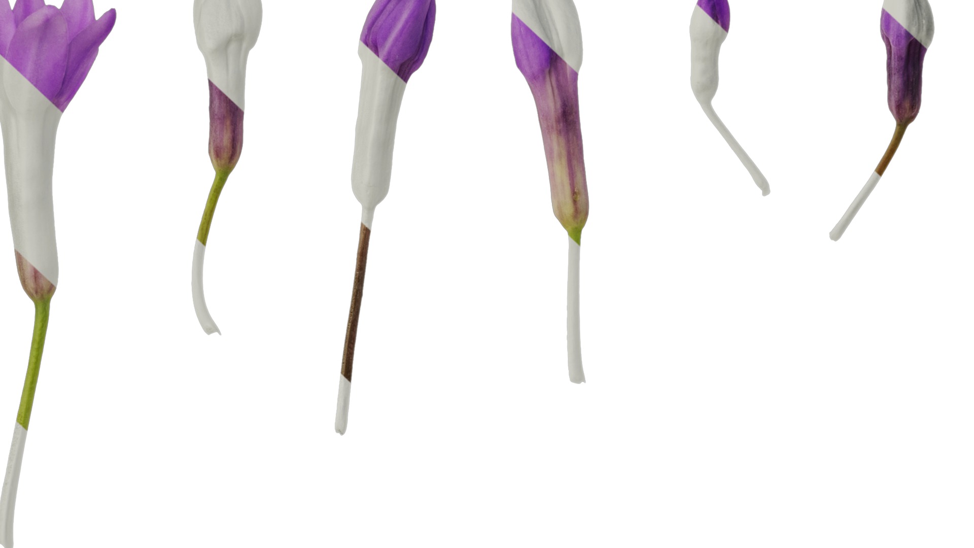 Anydrafts Tulbaghia violacea Flower 04 Texture_7