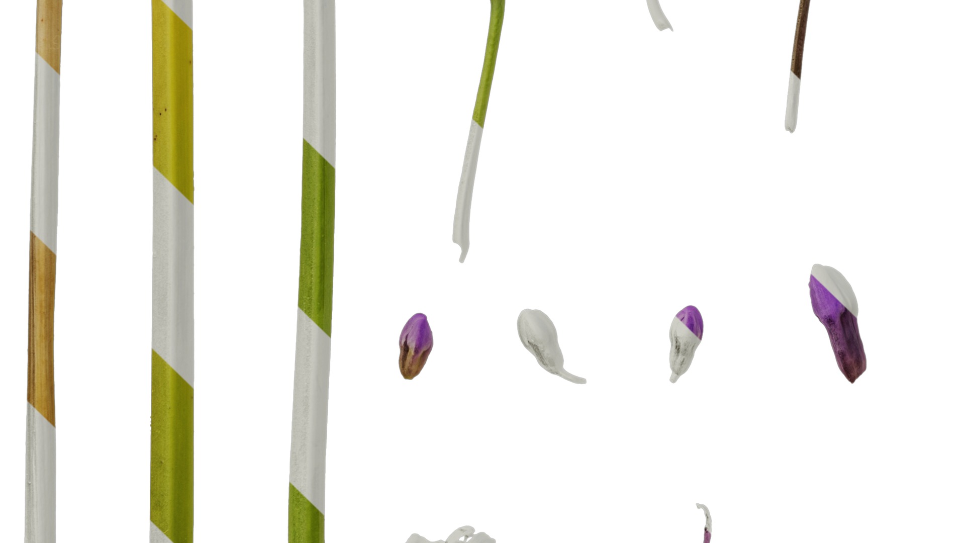 Anydrafts Tulbaghia violacea Flower 04 Texture_5