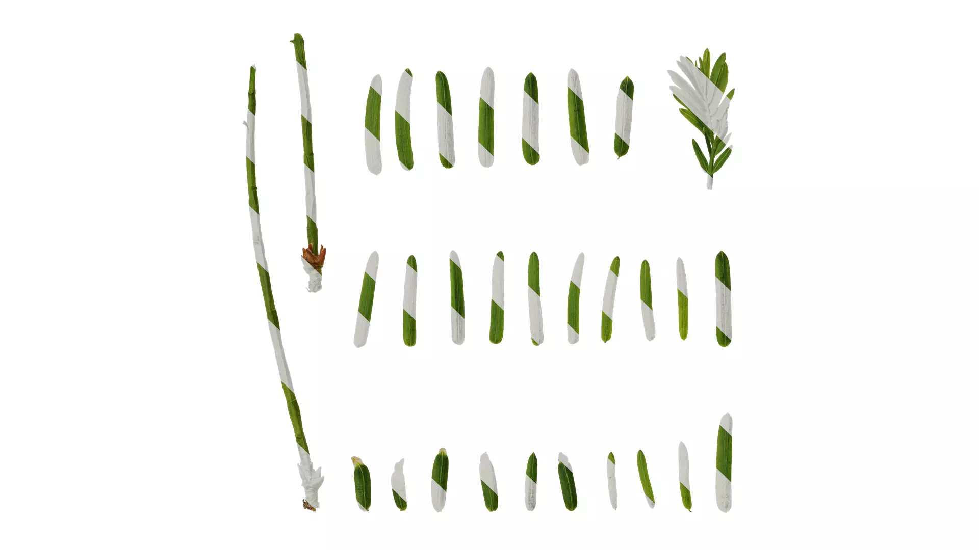 Anydrafts Metasequoia glyptostroboides Leaf 04 Texture
