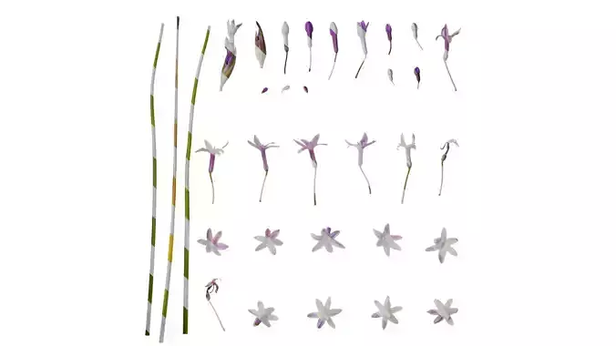 Anydrafts Tulbaghia violacea Flower 06