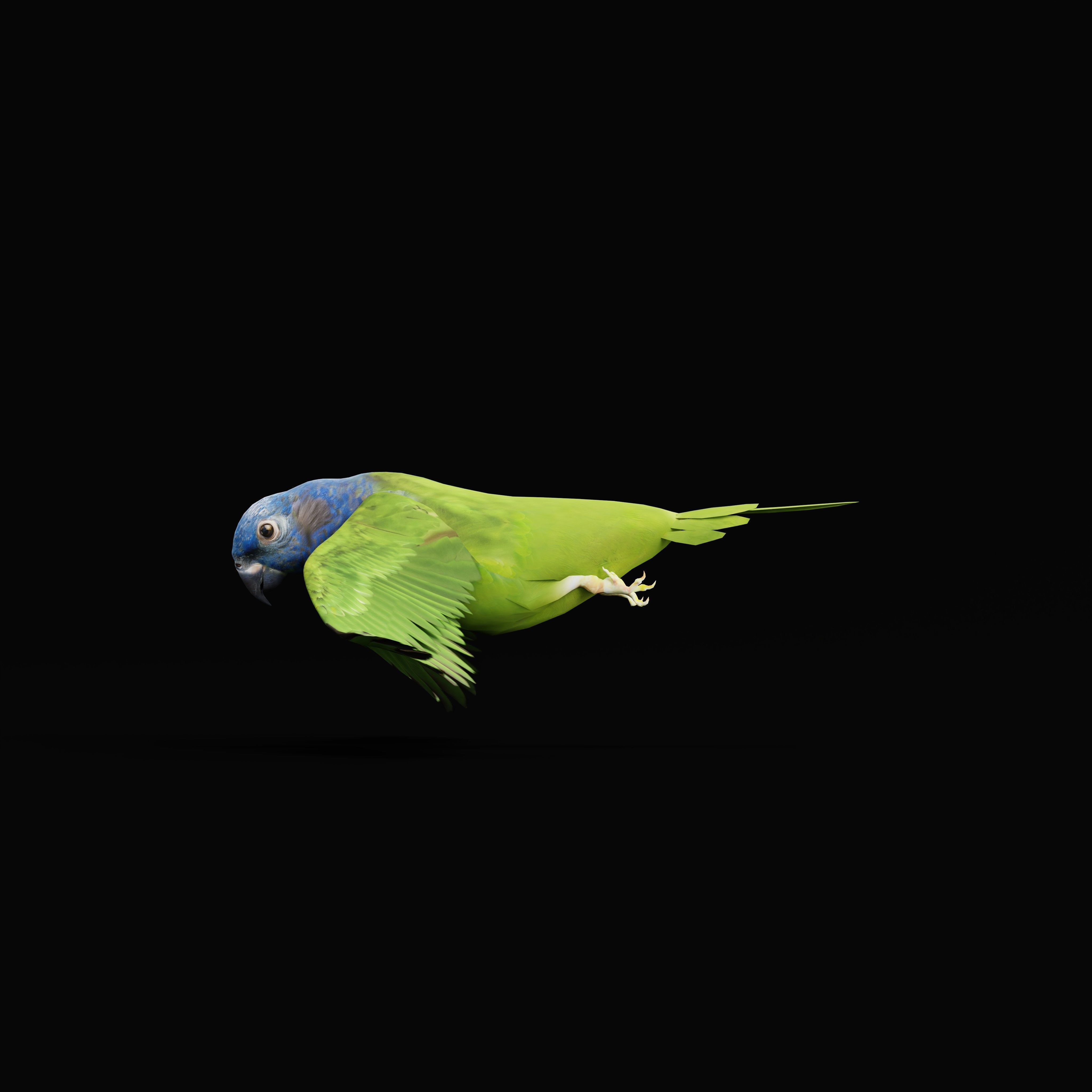 Pionus Parrot Bird Low-poly 3D model_49