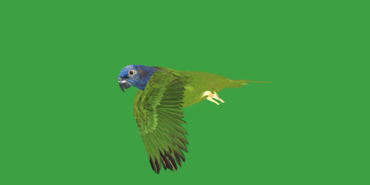 Pionus Parrot Bird Low-poly 3D model_35