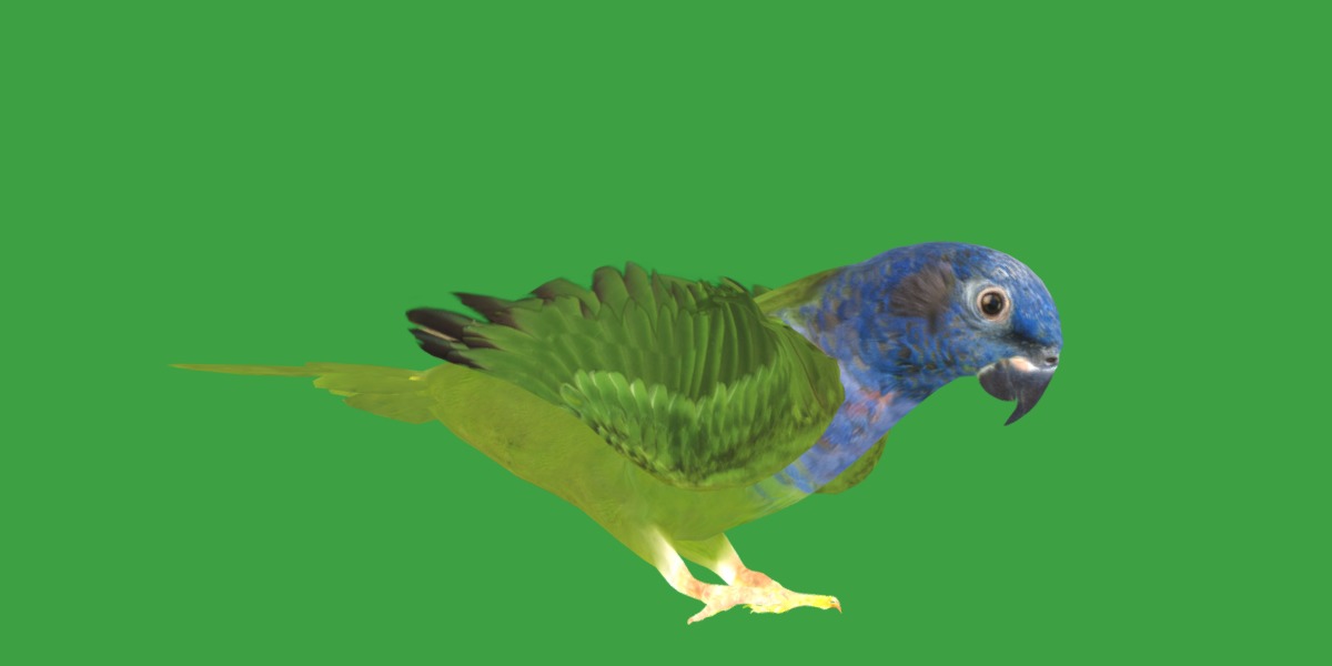 Pionus Parrot Bird Low-poly 3D model_7