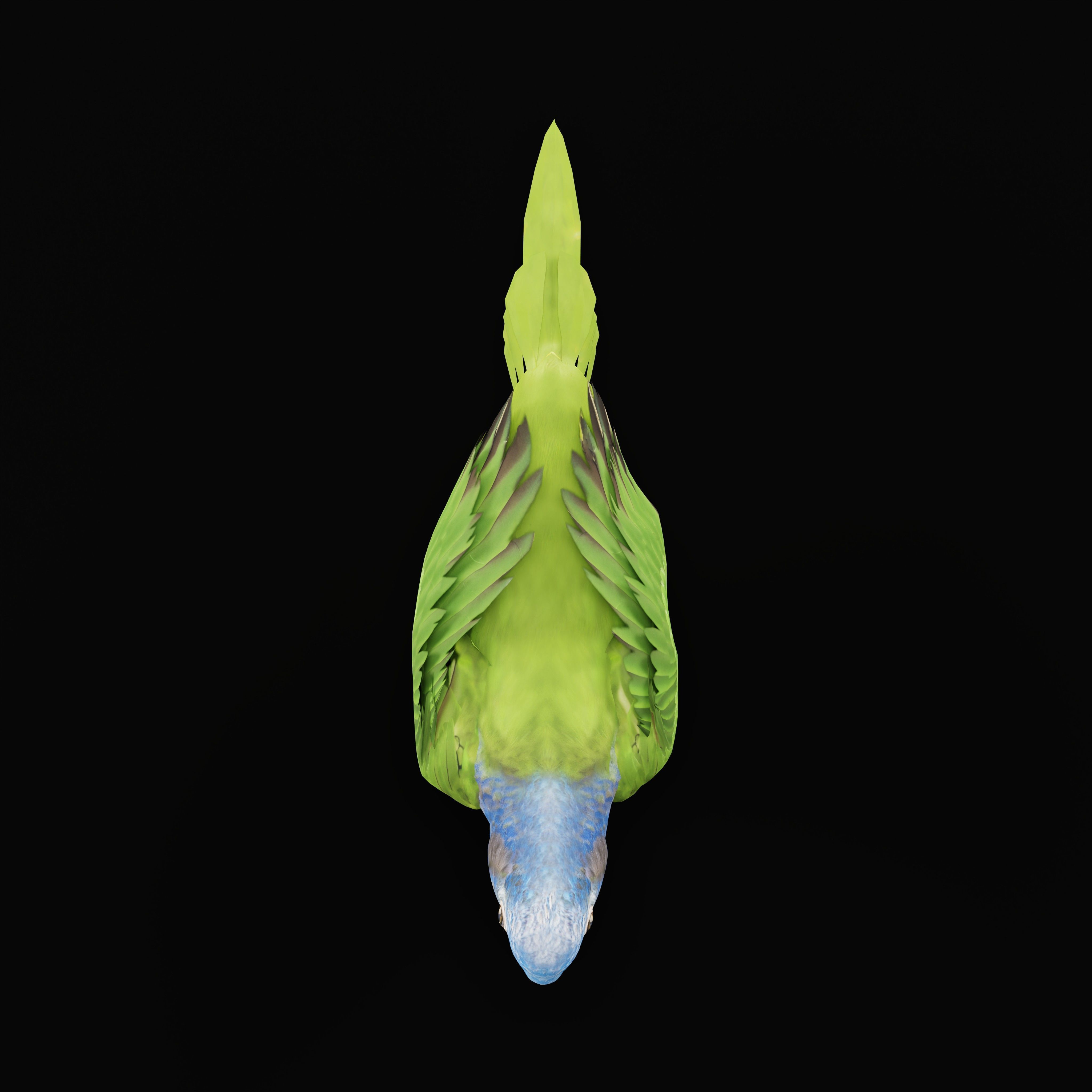 Pionus Parrot Bird Low-poly 3D model_43