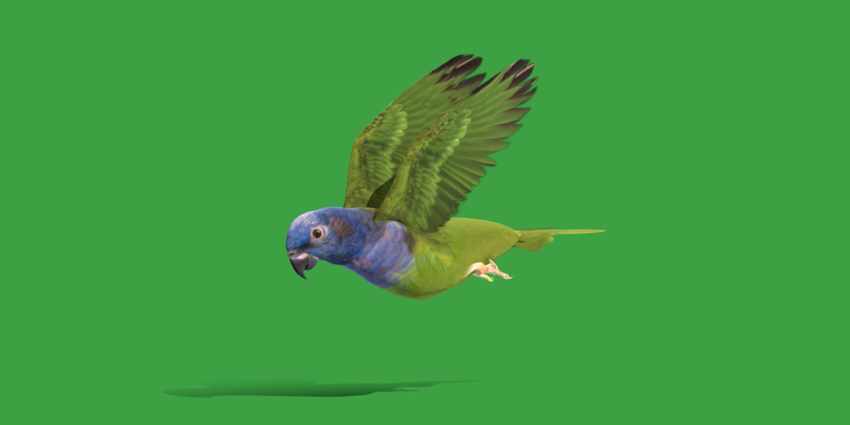 Pionus Parrot Bird Low-poly 3D model_10