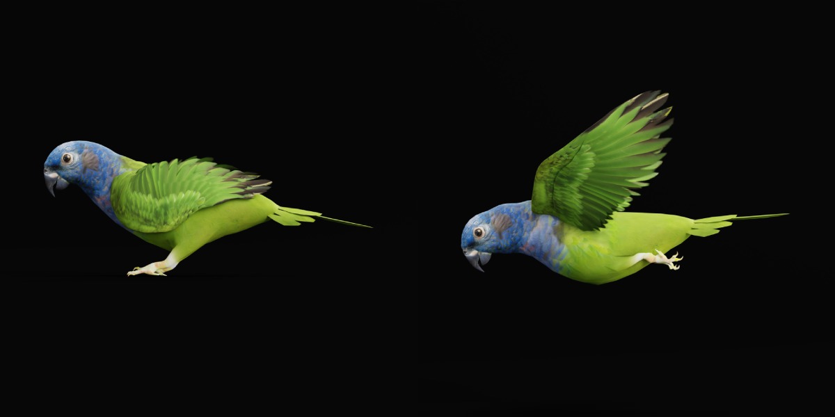 Pionus Parrot Bird Low-poly 3D model_26