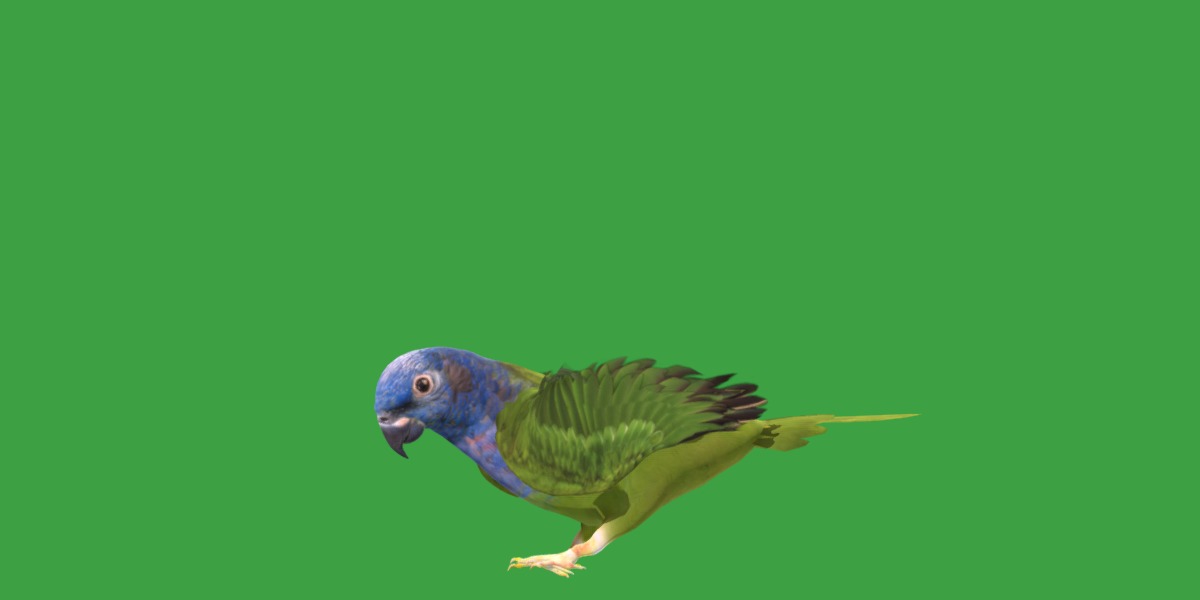 Pionus Parrot Bird Low-poly 3D model_32