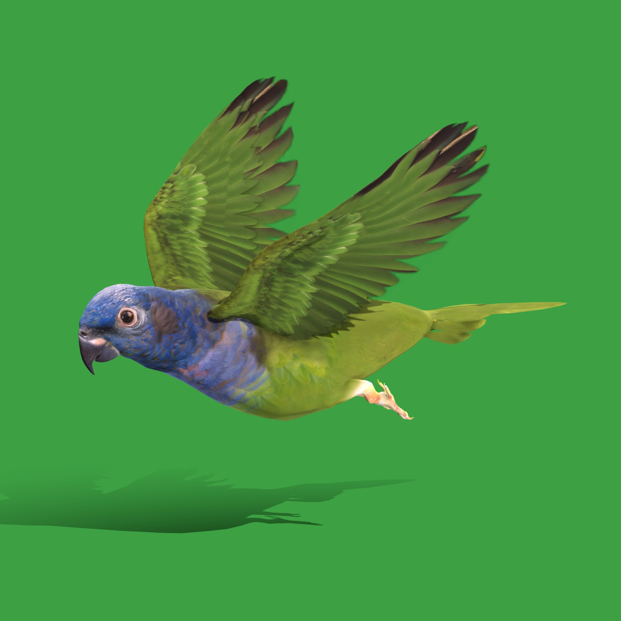 Pionus Parrot Bird Low-poly 3D model_39