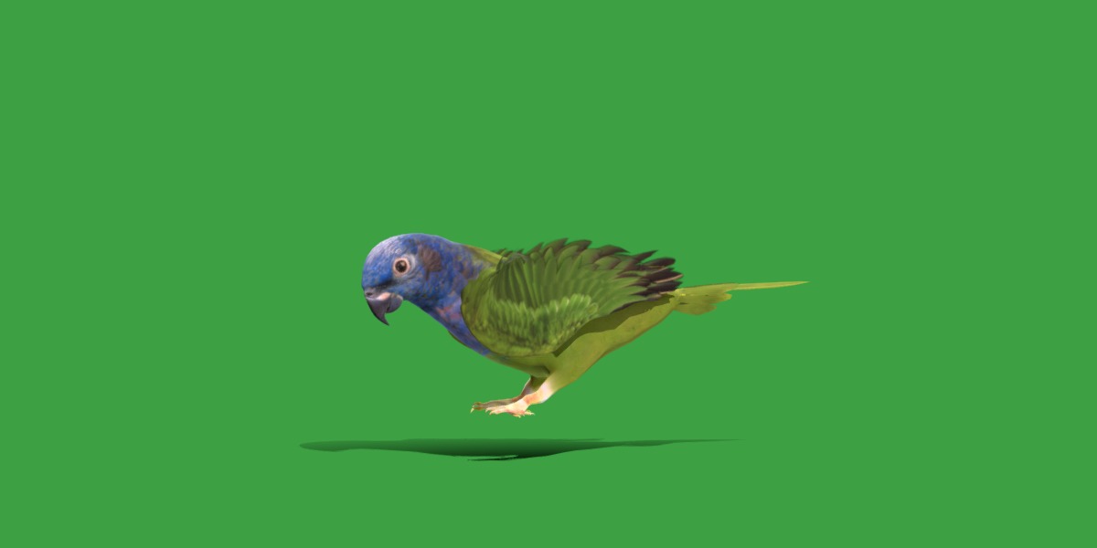 Pionus Parrot Bird Low-poly 3D model_38