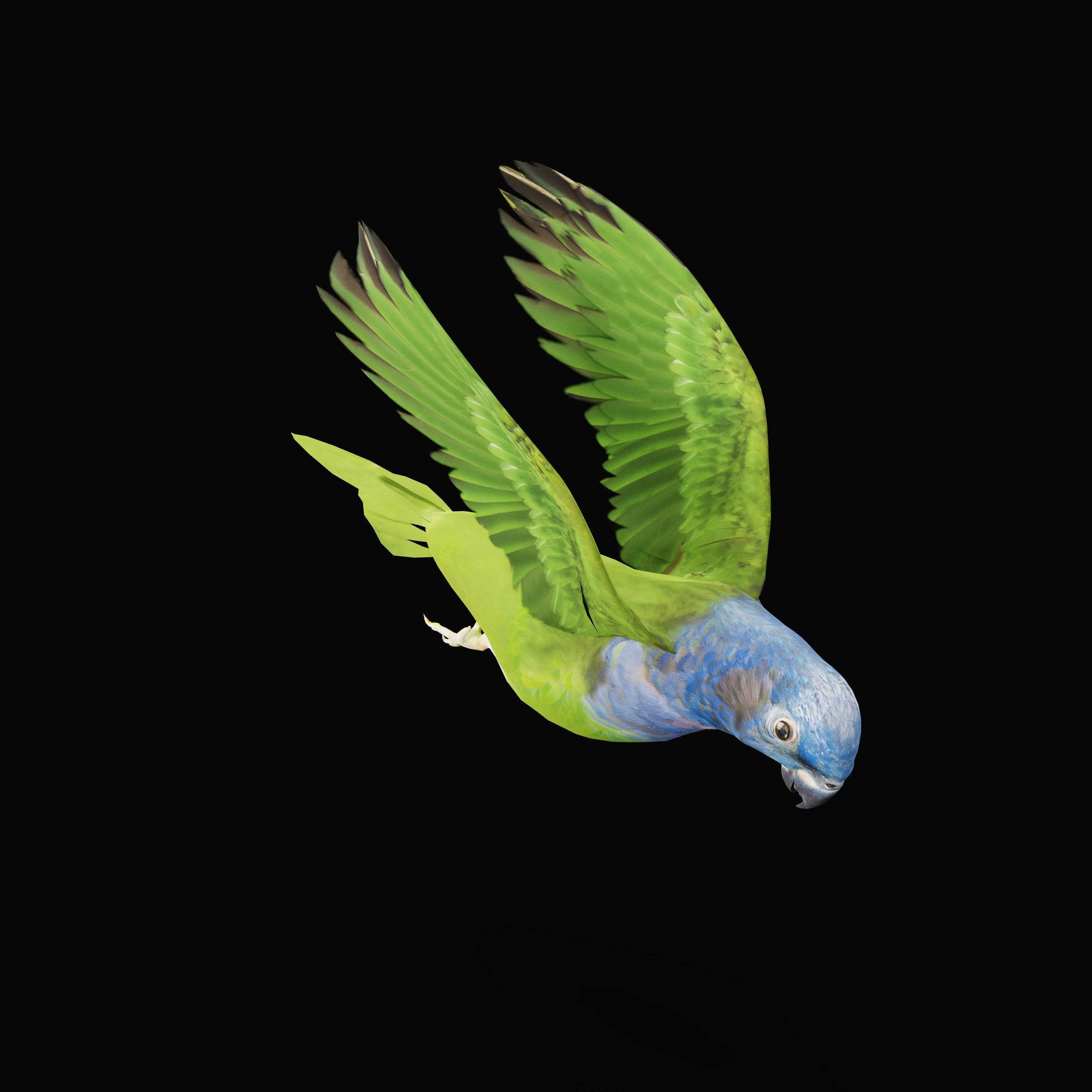 Pionus Parrot Bird Low-poly 3D model_47