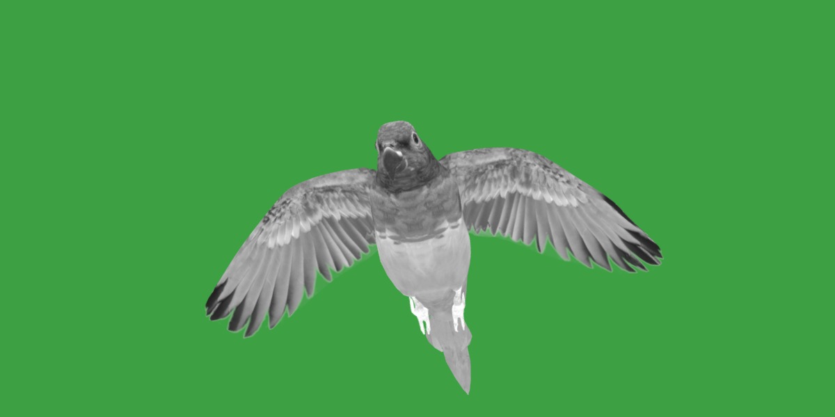 Pionus Parrot Bird Low-poly 3D model_19