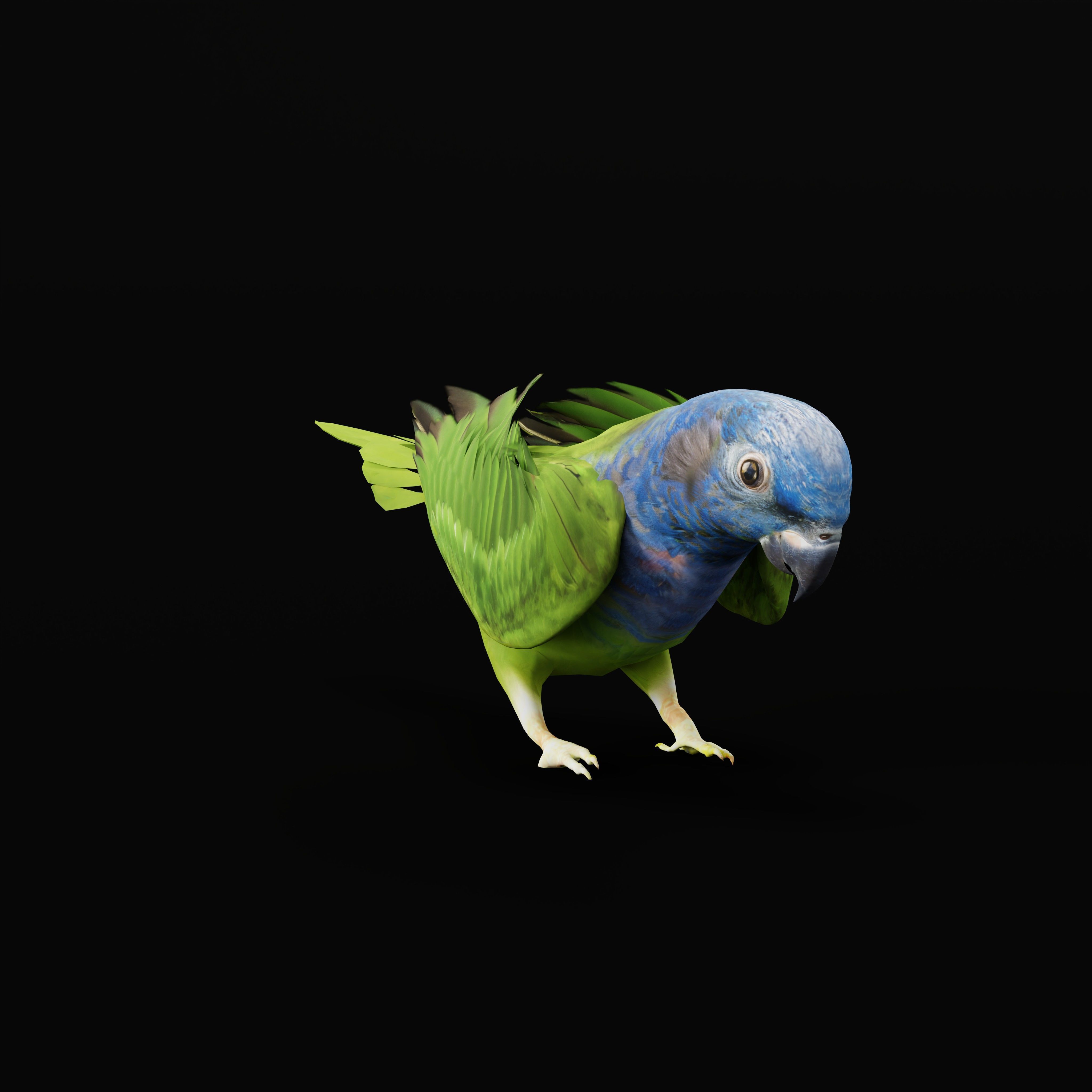 Pionus Parrot Bird Low-poly 3D model_52