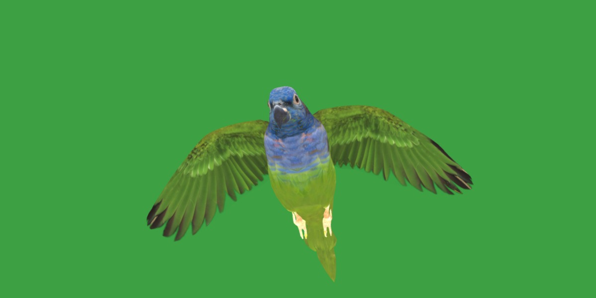 Pionus Parrot Bird Low-poly 3D model_16