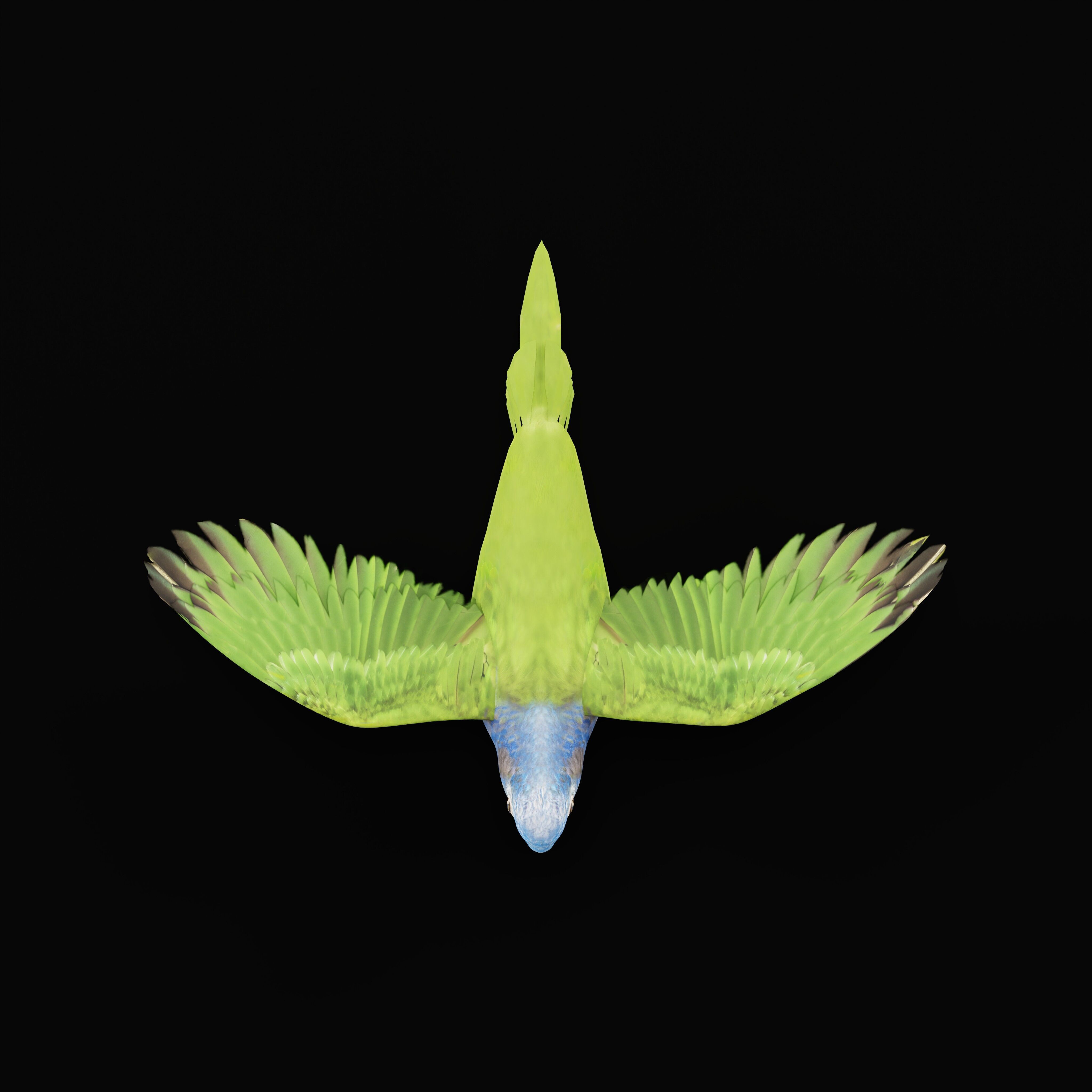Pionus Parrot Bird Low-poly 3D model_46