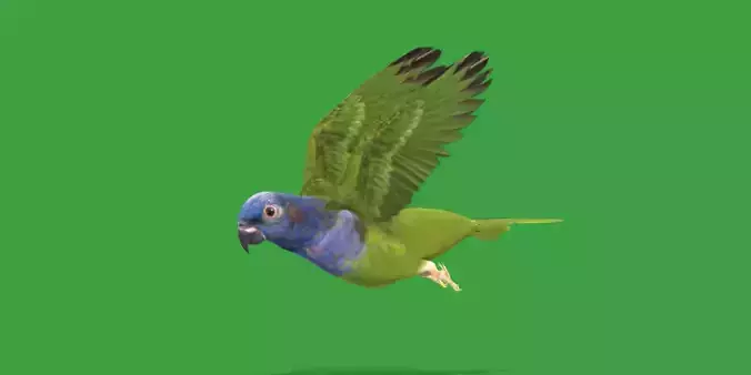 Pionus Parrot Bird