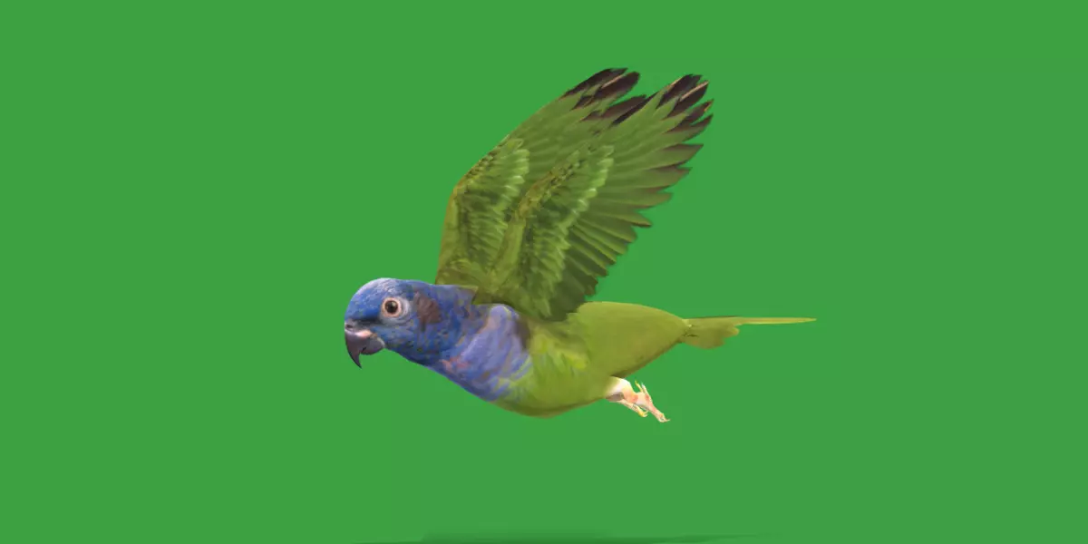 Pionus Parrot Bird Low-poly 3D model_0