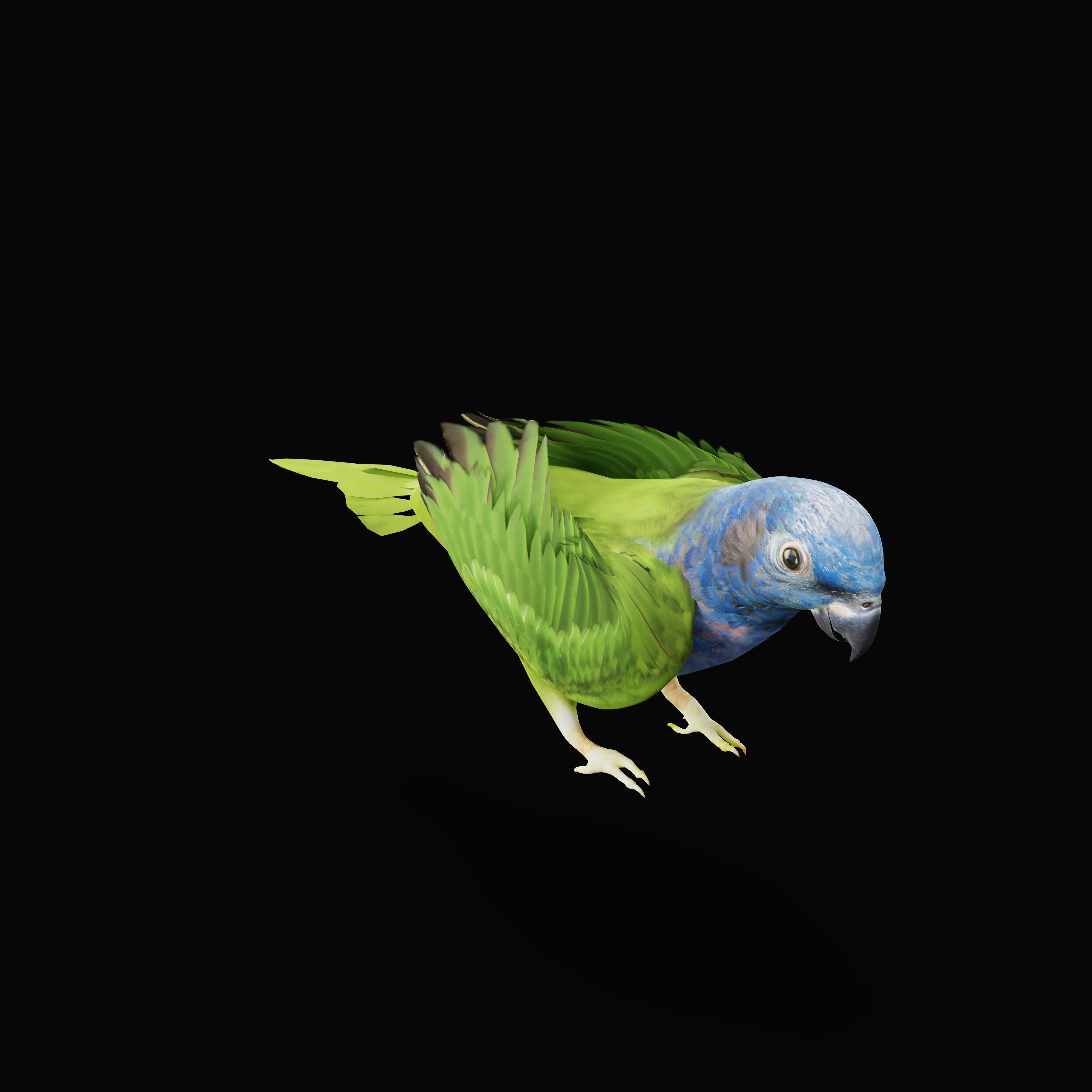 Pionus Parrot Bird Low-poly 3D model_45