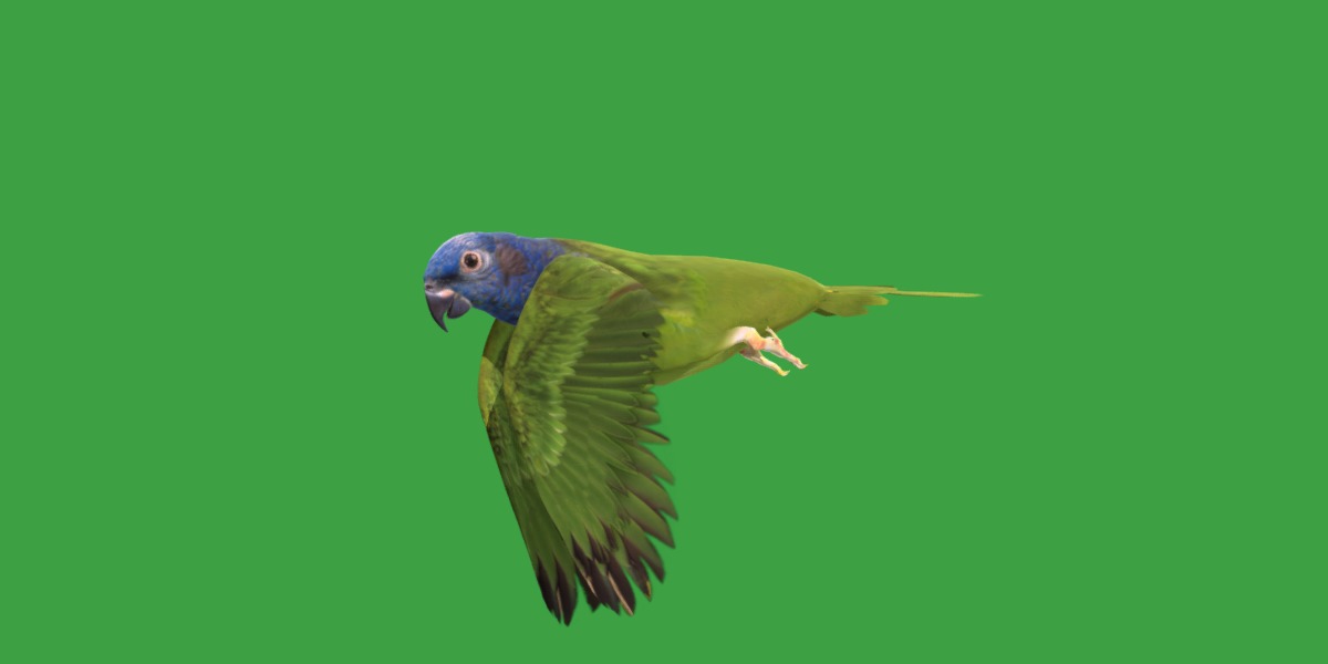 Pionus Parrot Bird Low-poly 3D model_36