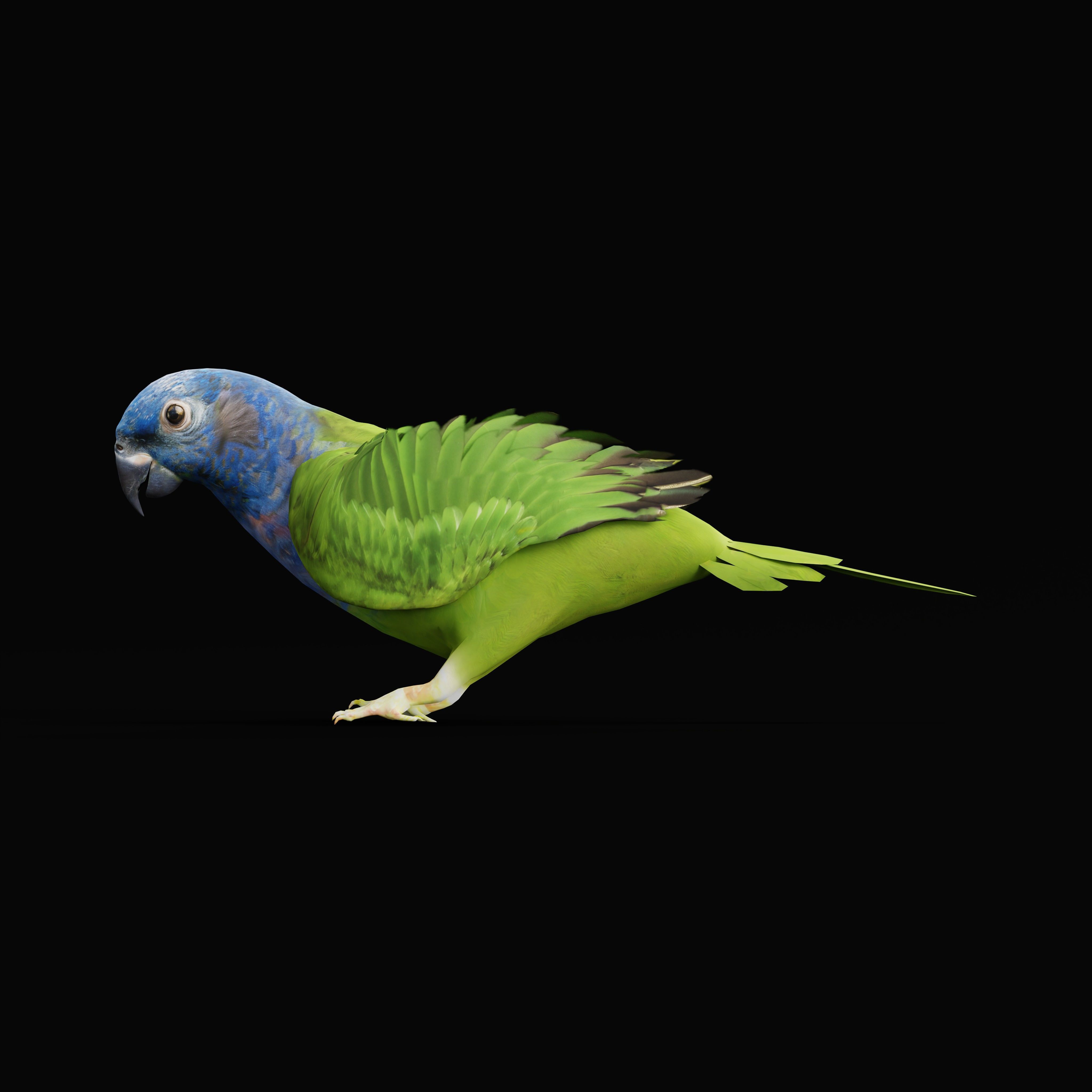 Pionus Parrot Bird Low-poly 3D model_22