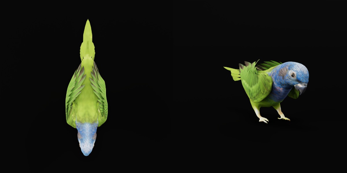 Pionus Parrot Bird Low-poly 3D model_37