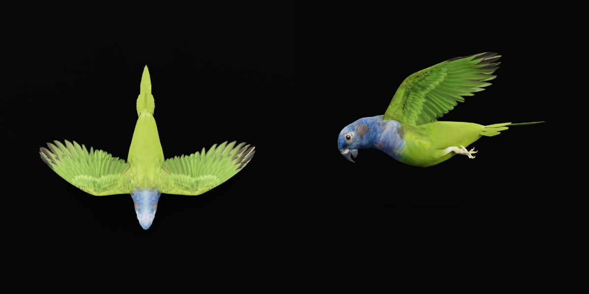 Pionus Parrot Bird Low-poly 3D model_8