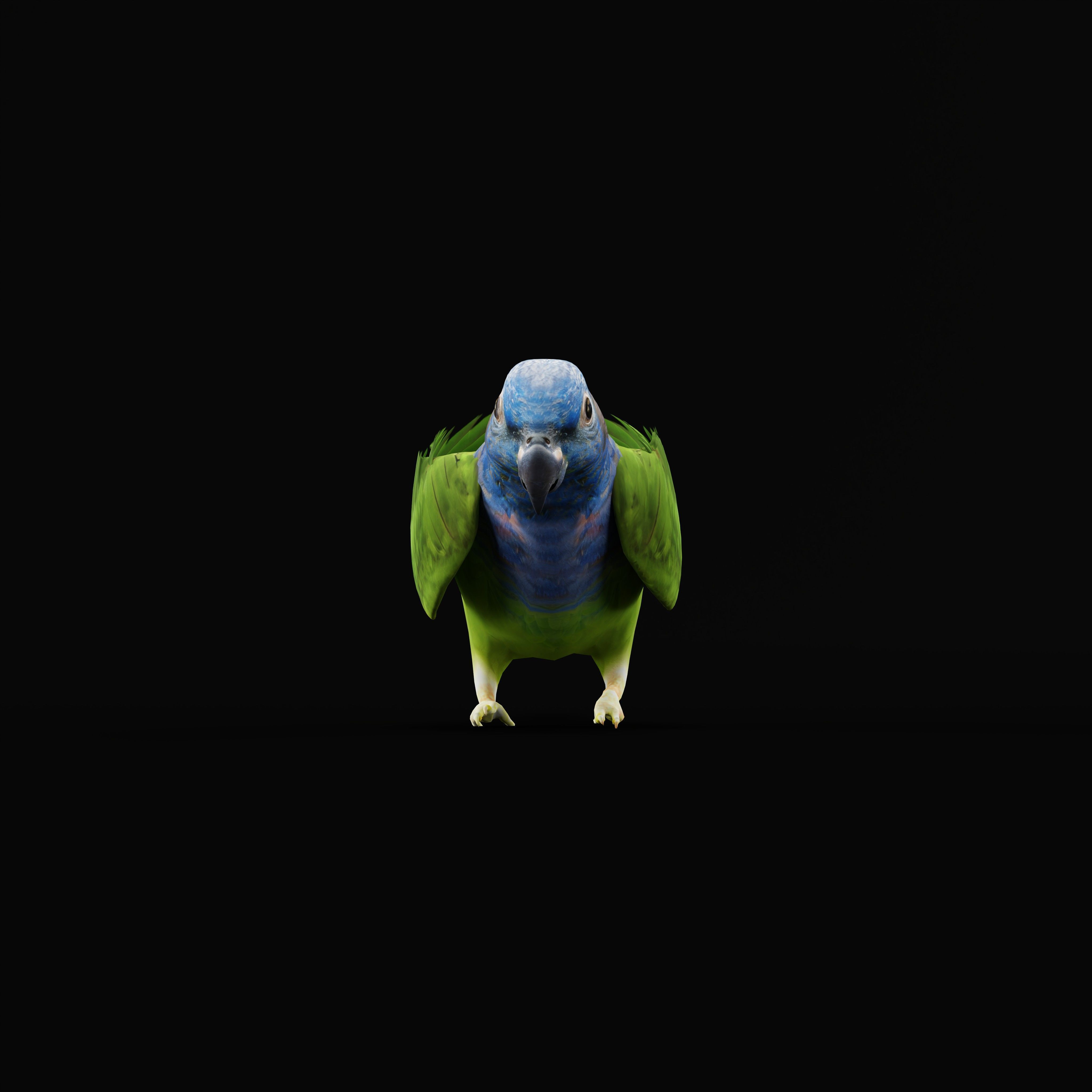 Pionus Parrot Bird Low-poly 3D model_42