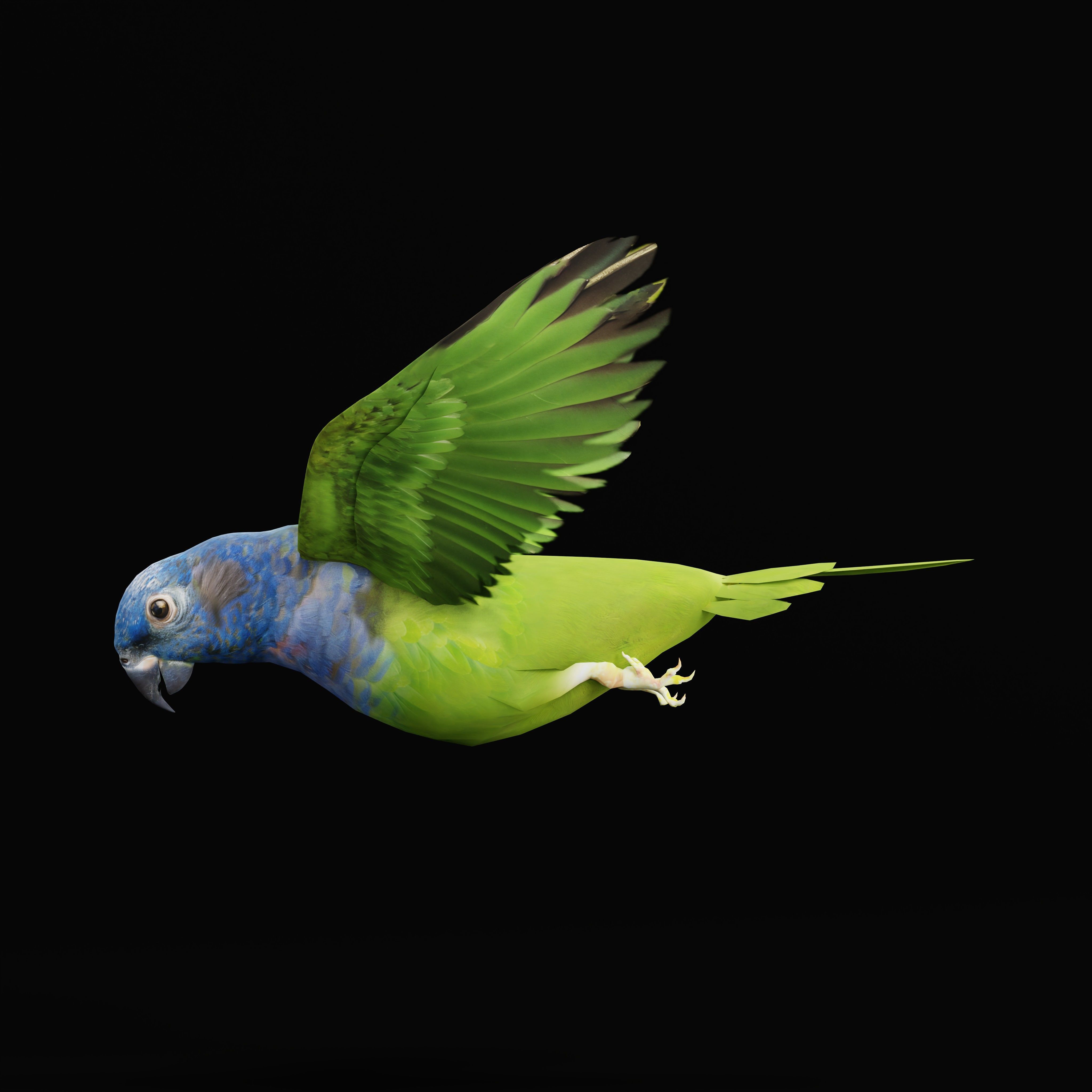 Pionus Parrot Bird Low-poly 3D model_48