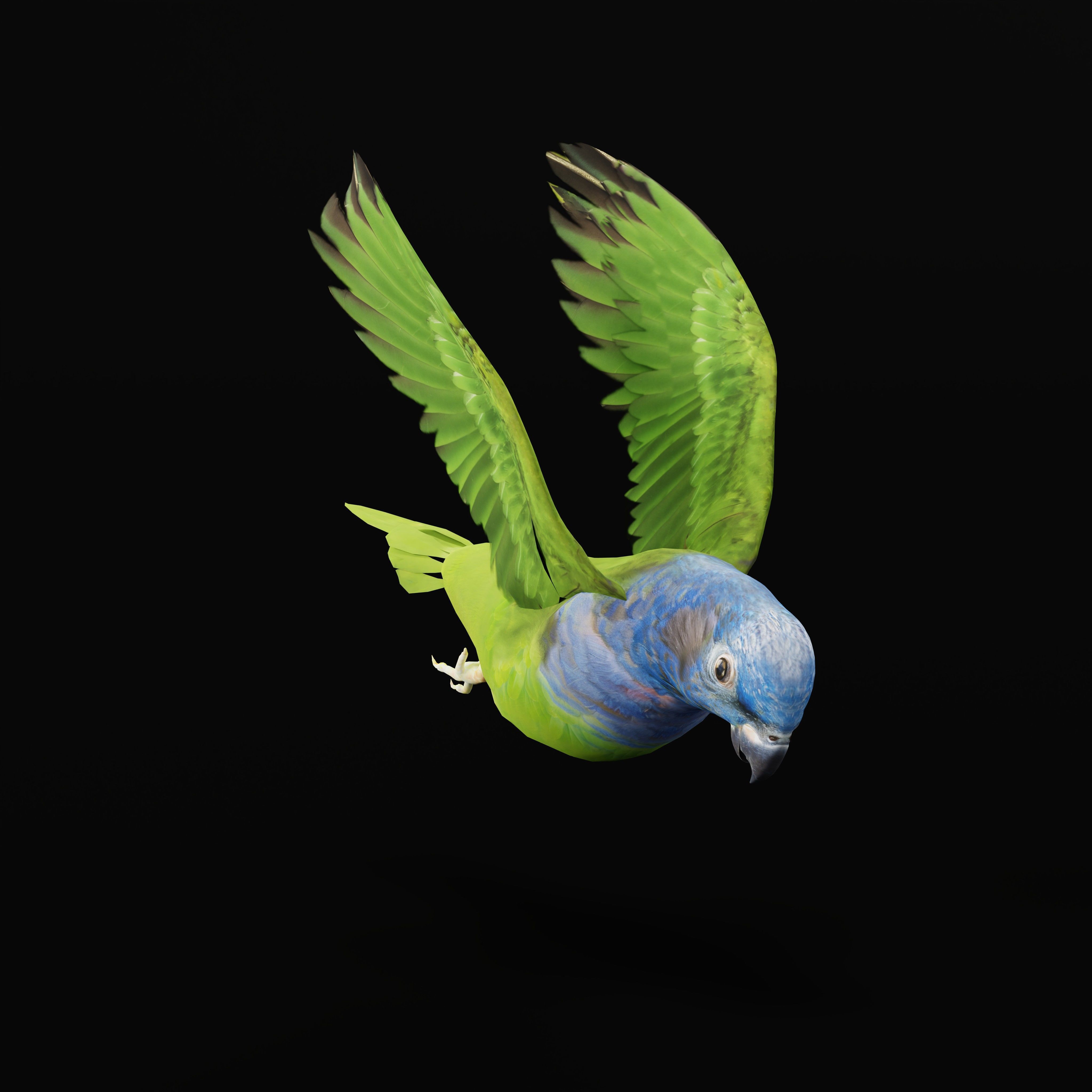 Pionus Parrot Bird Low-poly 3D model_5
