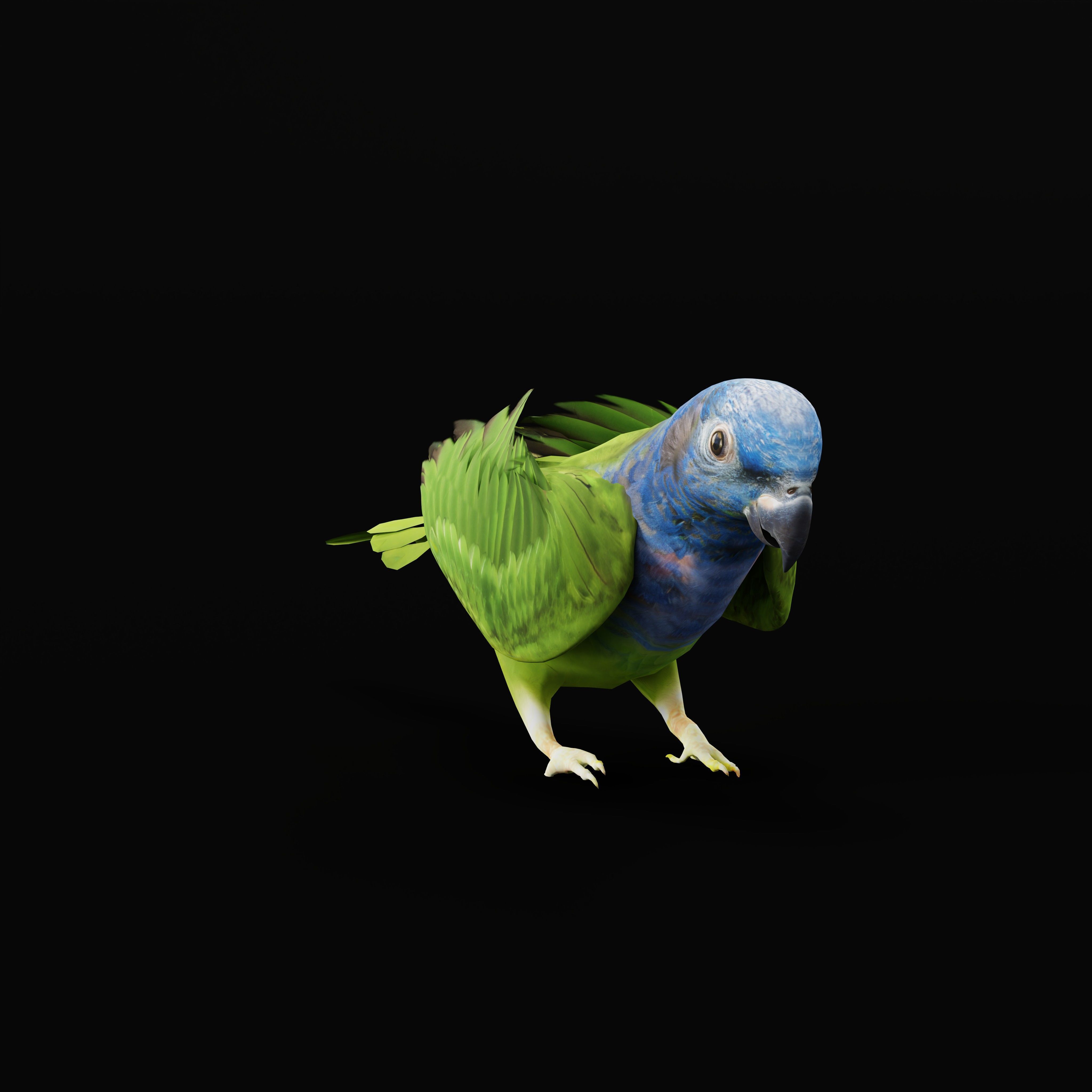 Pionus Parrot Bird Low-poly 3D model_44