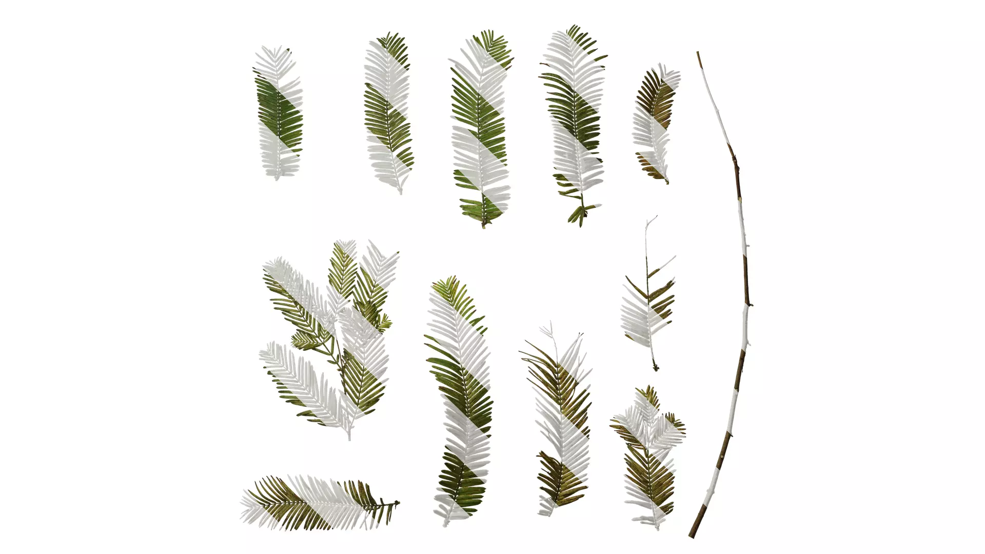 Anydrafts Metasequoia glyptostroboides Leaf 07 Texture