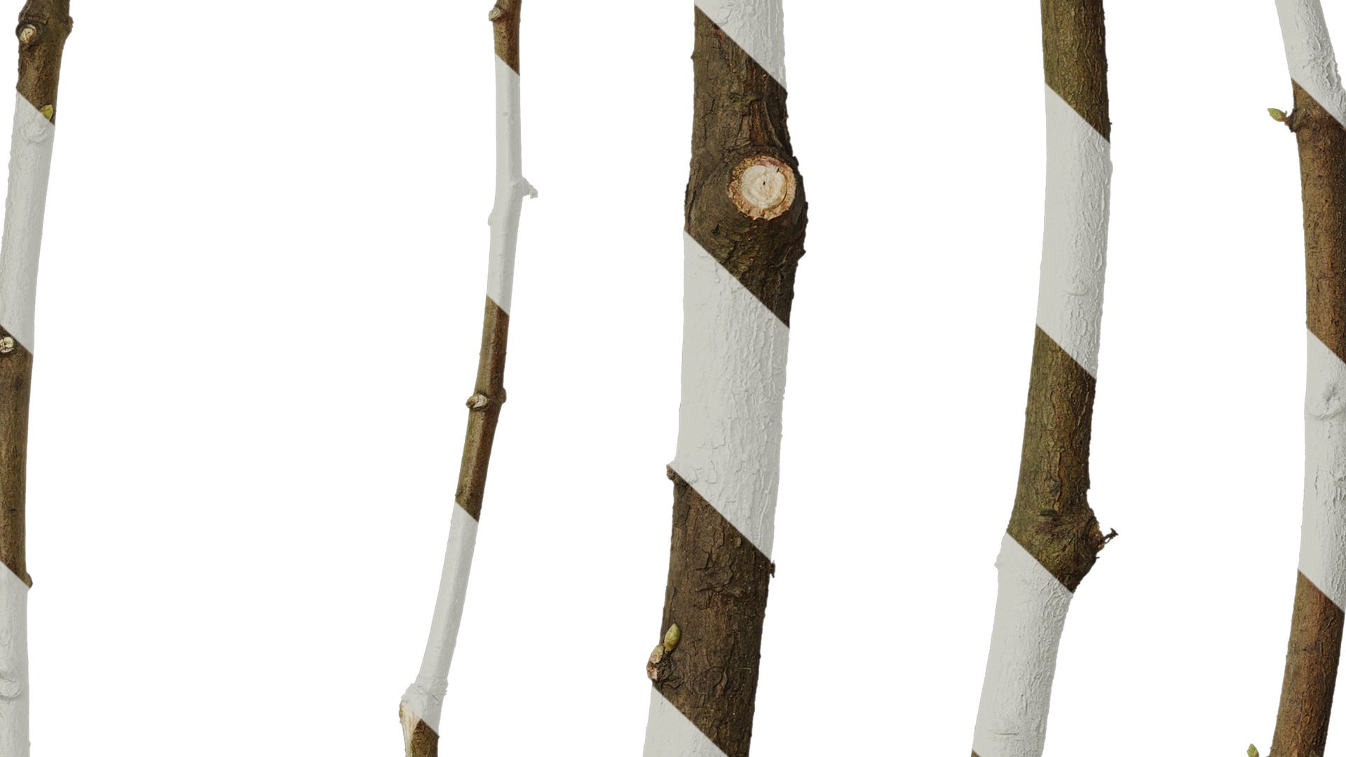 Anydrafts Metasequoia glyptostroboides Stem 01 Texture_7