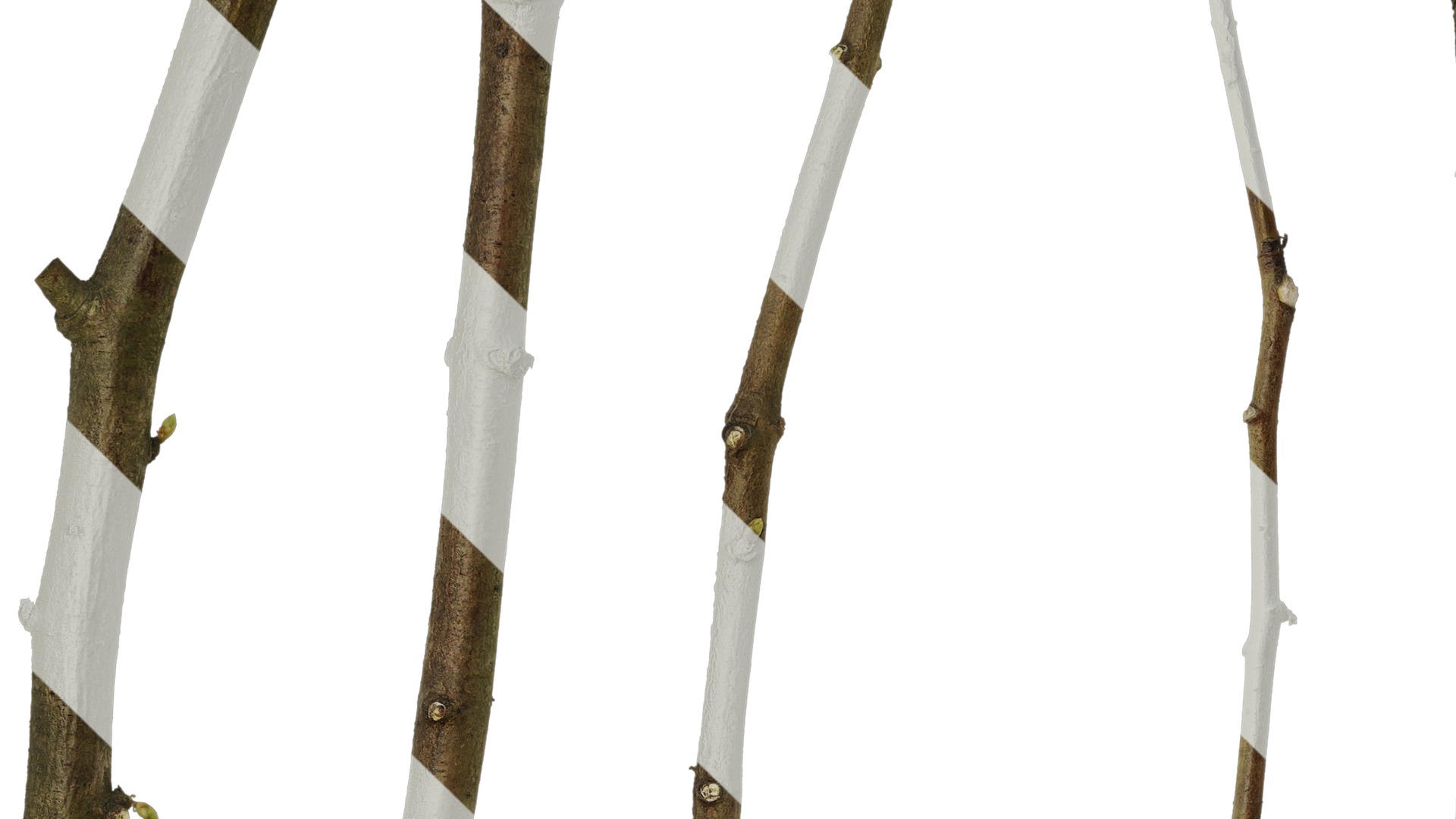 Anydrafts Metasequoia glyptostroboides Stem 01 Texture_3