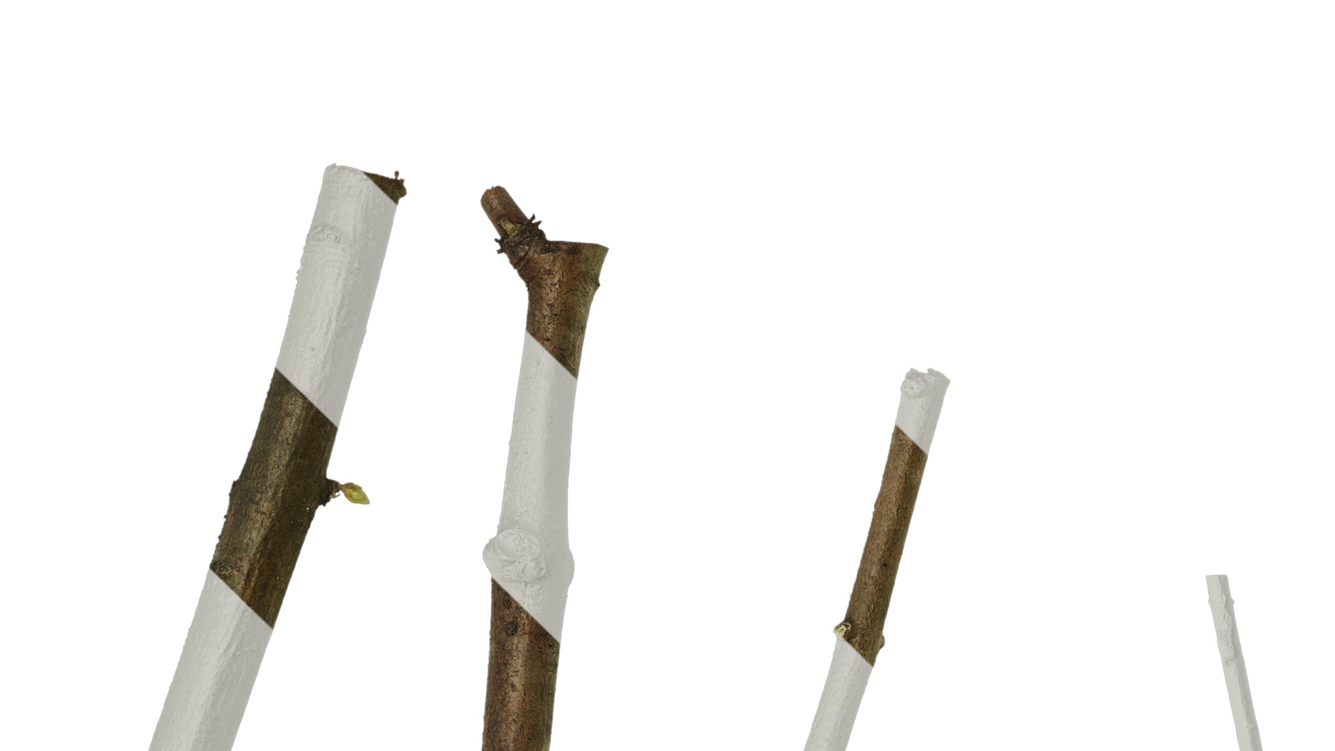 Anydrafts Metasequoia glyptostroboides Stem 01 Texture_1