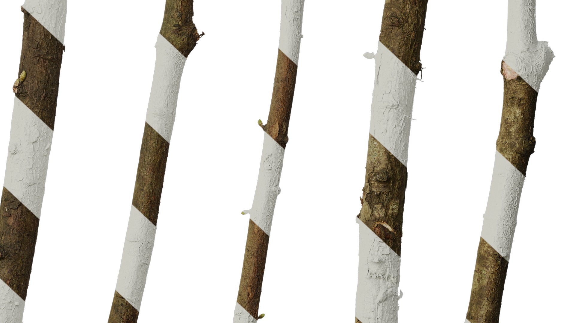 Anydrafts Metasequoia glyptostroboides Stem 01 Texture_6