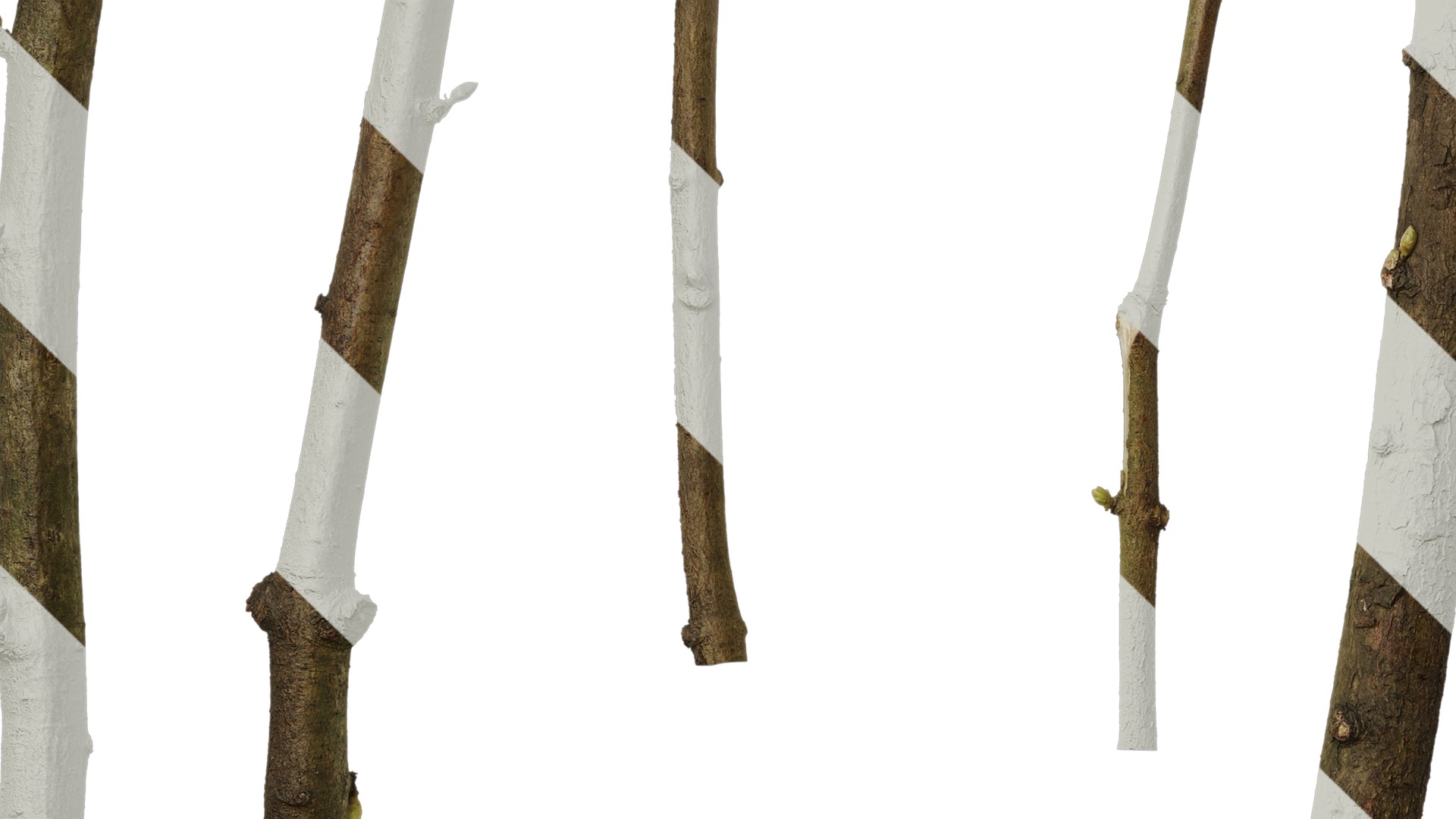 Anydrafts Metasequoia glyptostroboides Stem 01 Texture_5