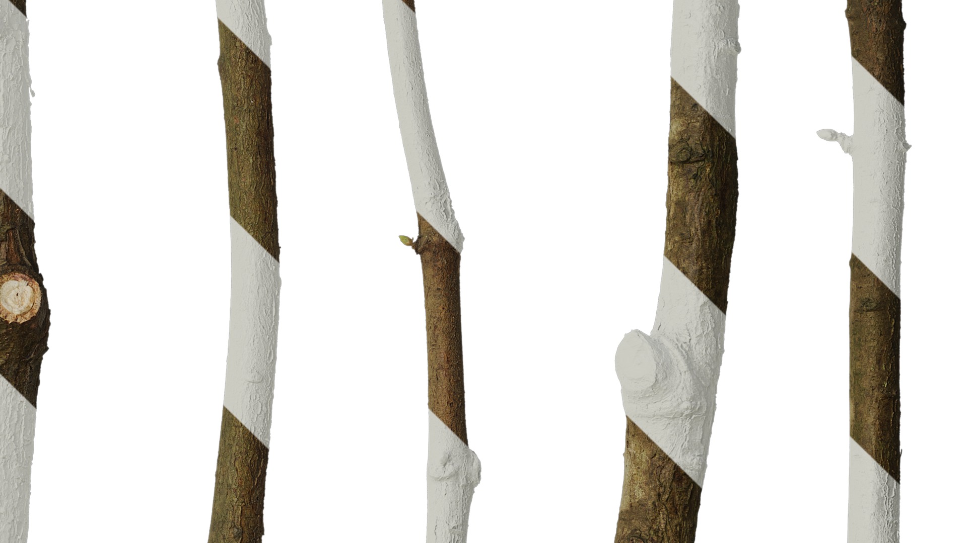 Anydrafts Metasequoia glyptostroboides Stem 01 Texture_4