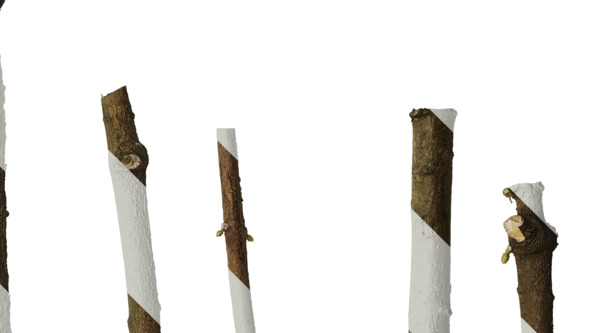 Anydrafts Metasequoia glyptostroboides Stem 01 Texture_2