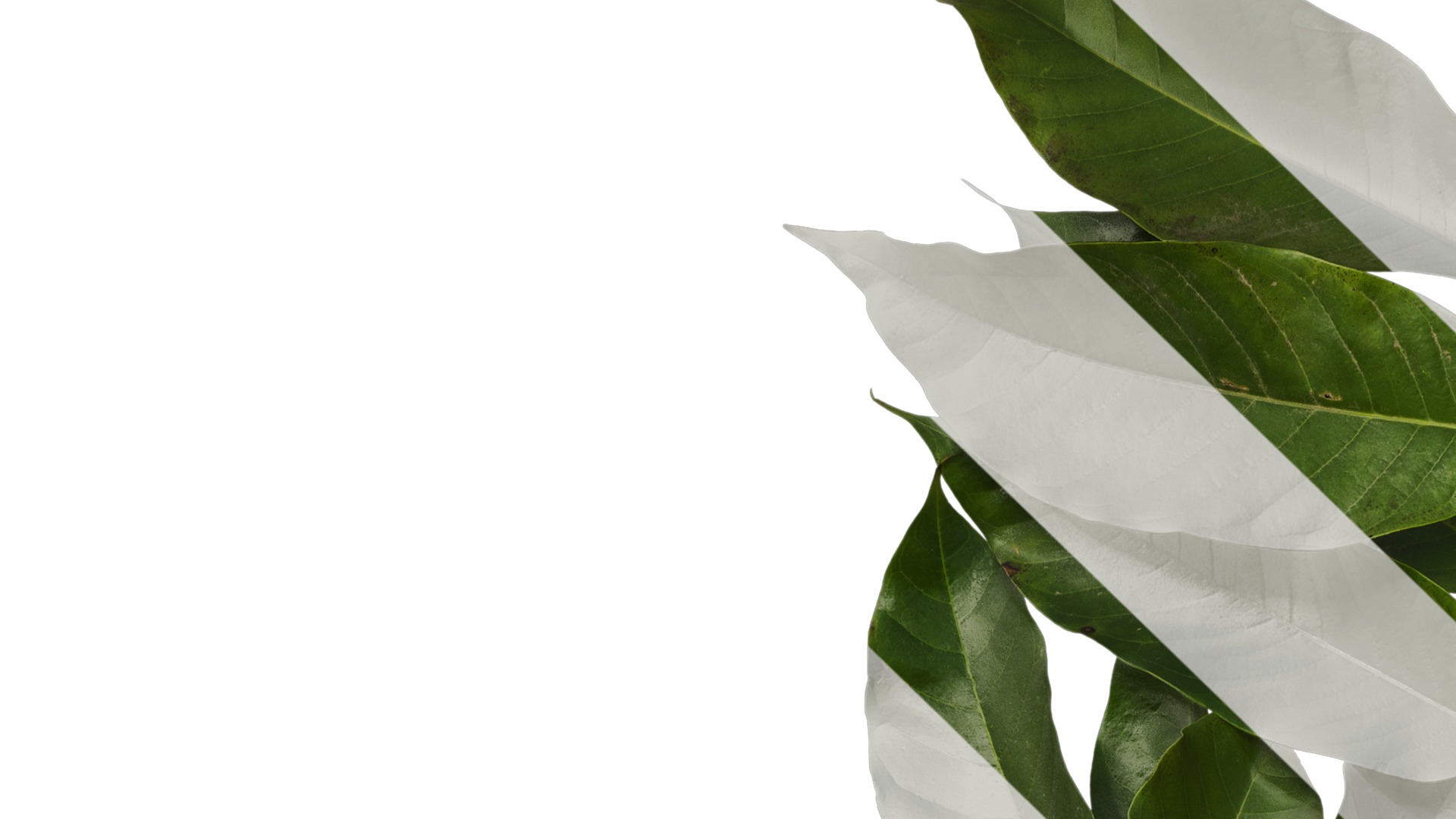 Anydrafts Michelia alba Atlas 01 Texture_1