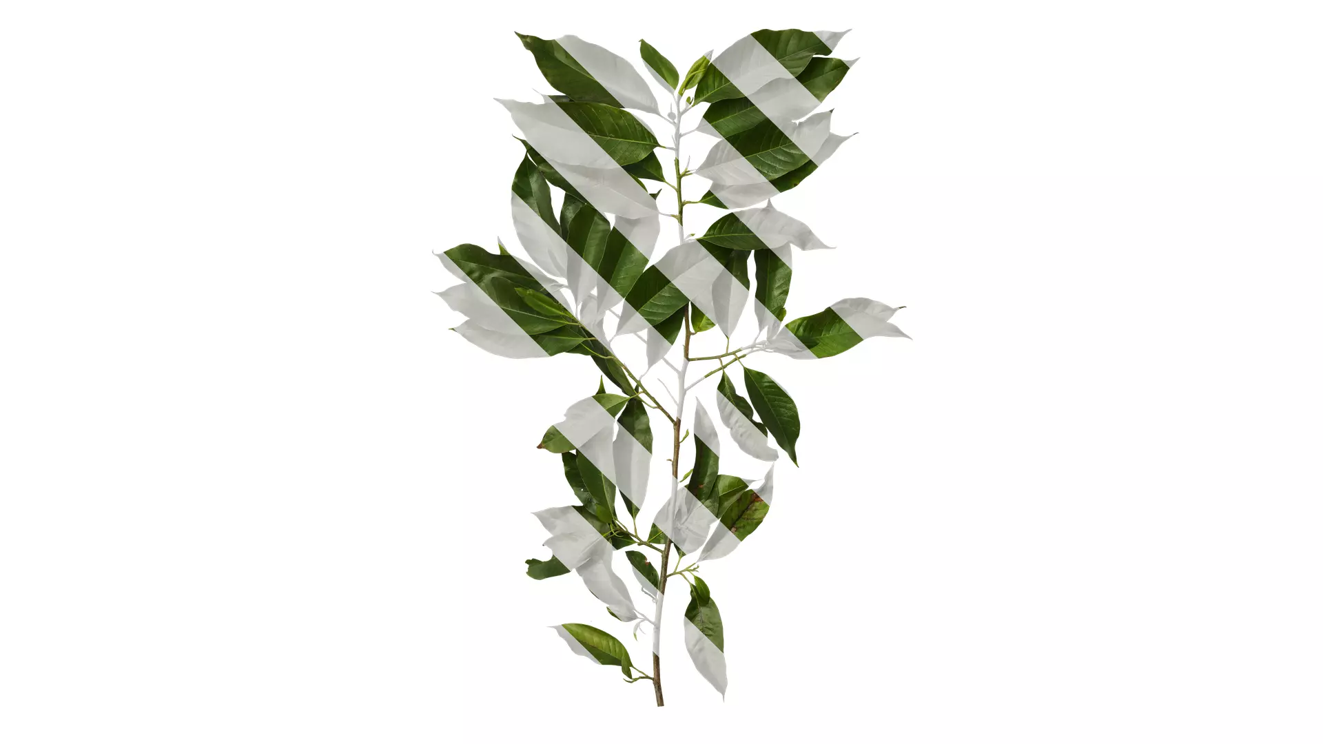 Anydrafts Michelia alba Atlas 01 Texture_0