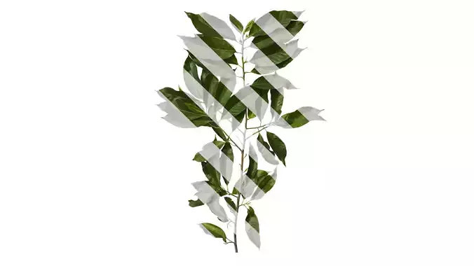 Anydrafts Michelia alba Atlas 01