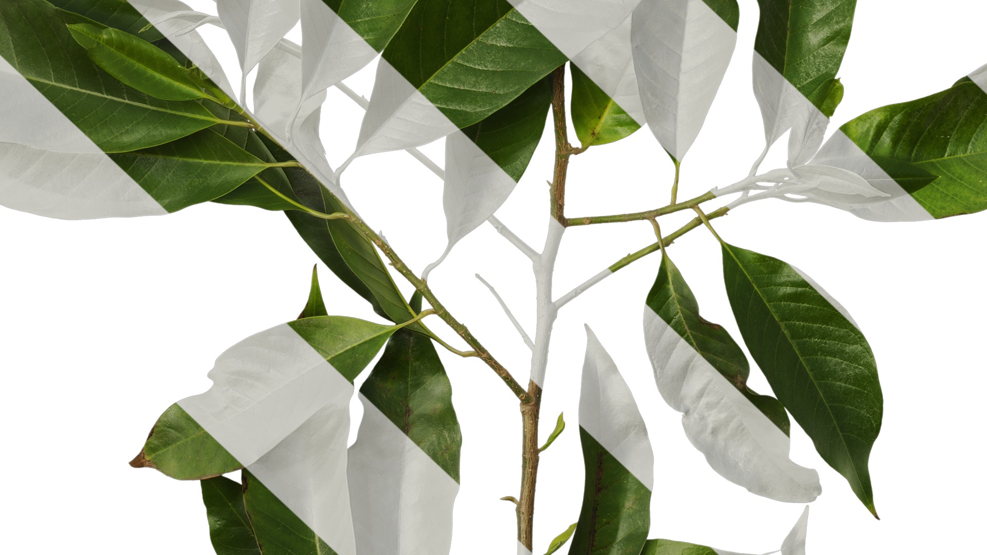 Anydrafts Michelia alba Atlas 01 Texture_7