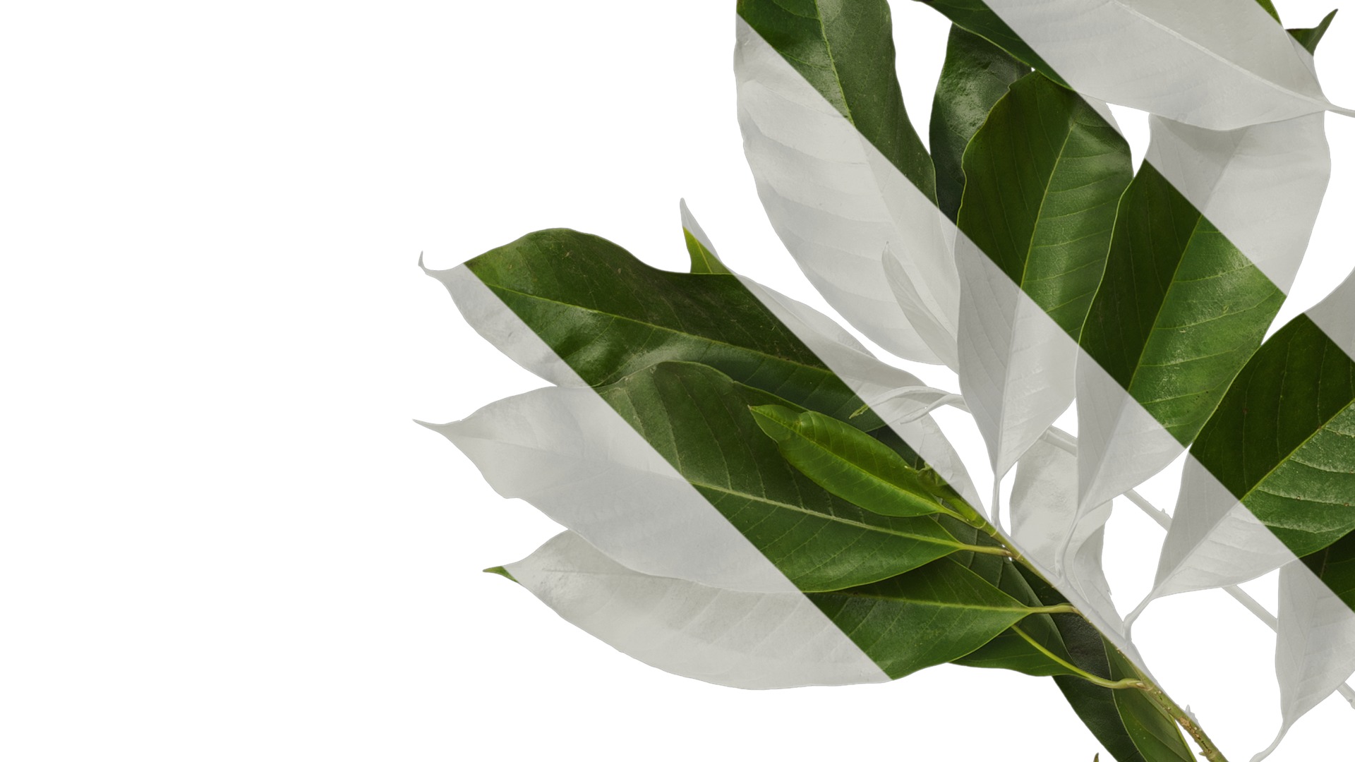 Anydrafts Michelia alba Atlas 01 Texture_3