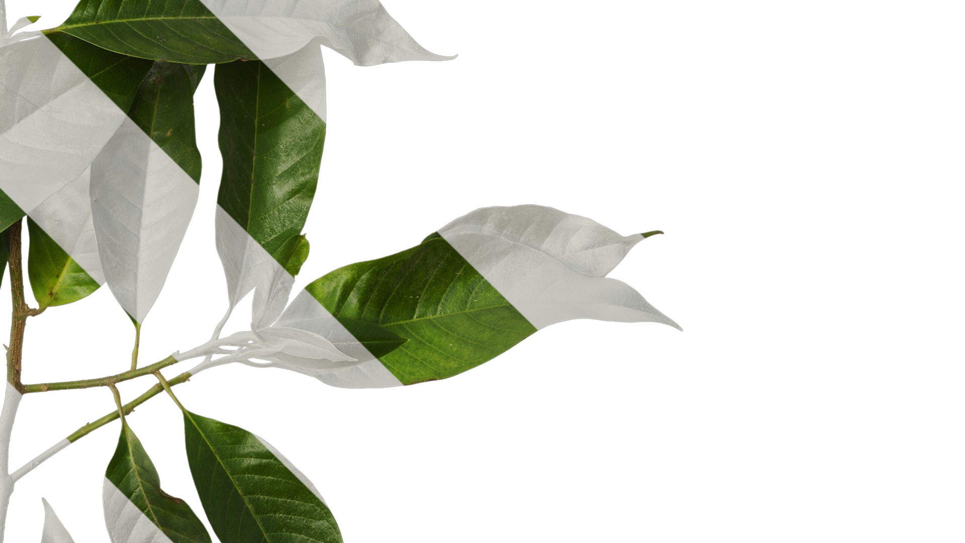 Anydrafts Michelia alba Atlas 01 Texture_4